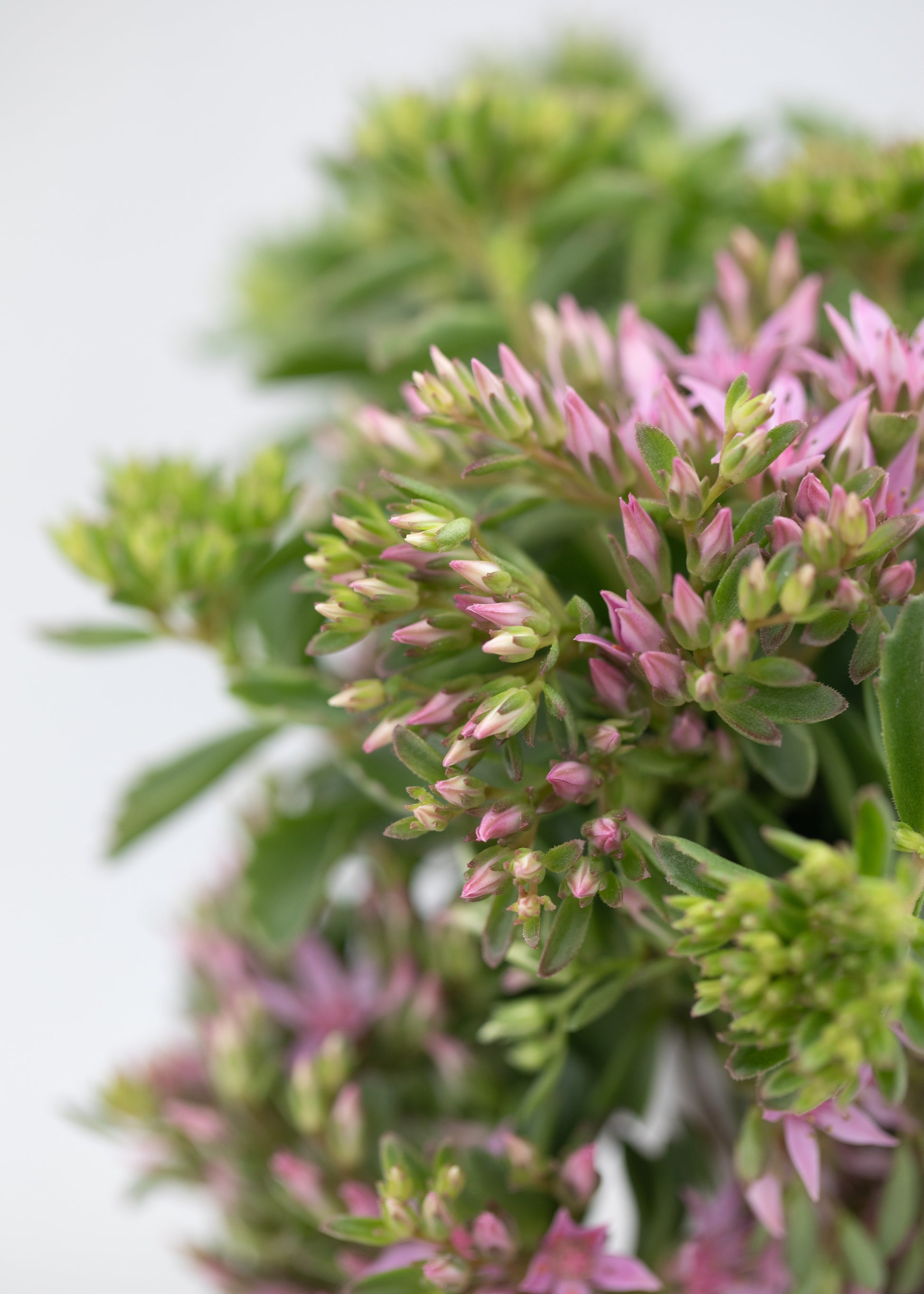 Sedum spurium 'Spot On Pink'