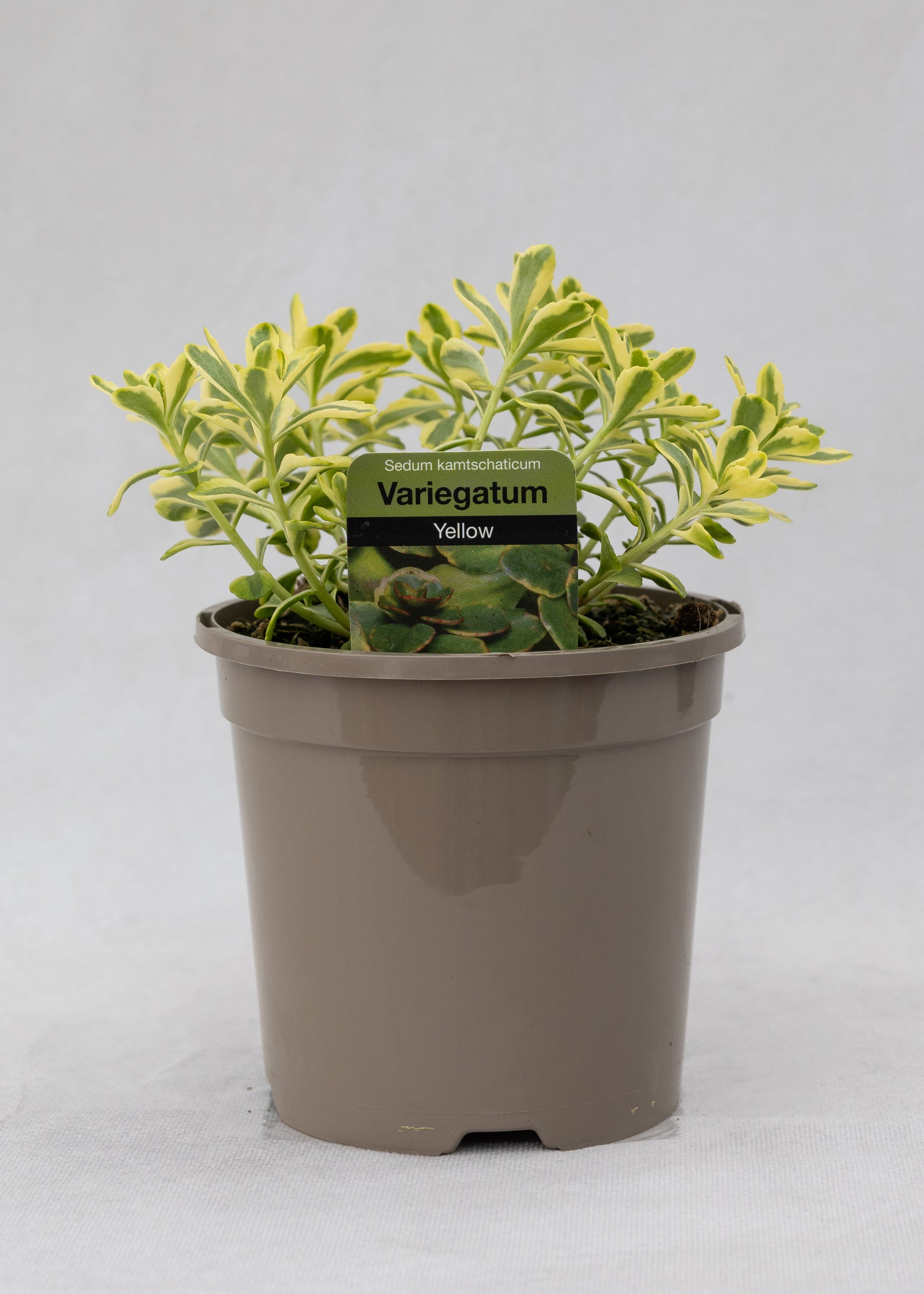 Sedum kamtschaticum 'Variegatum'