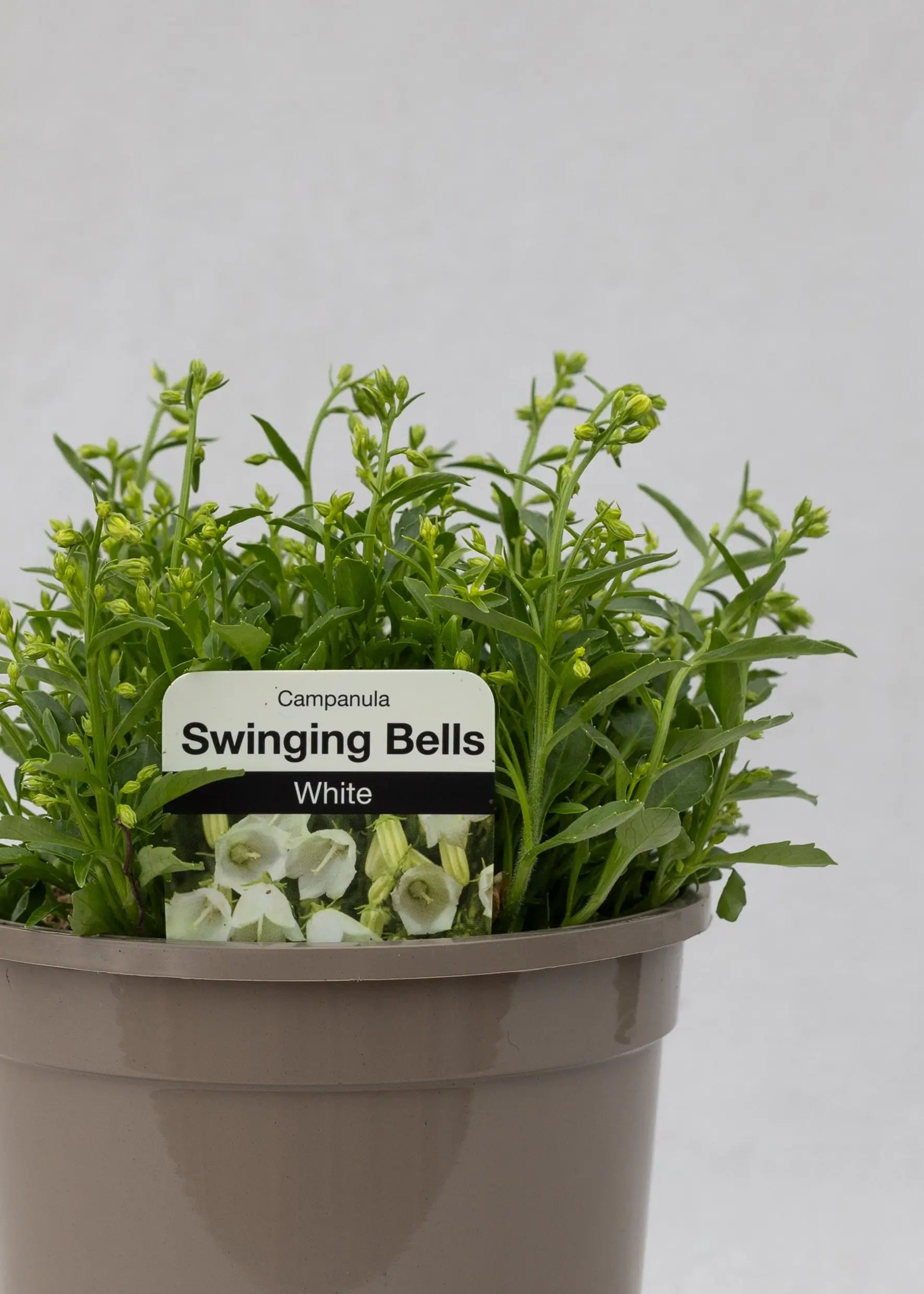 Campanula cochlearifolia 'Swinging Bells White'