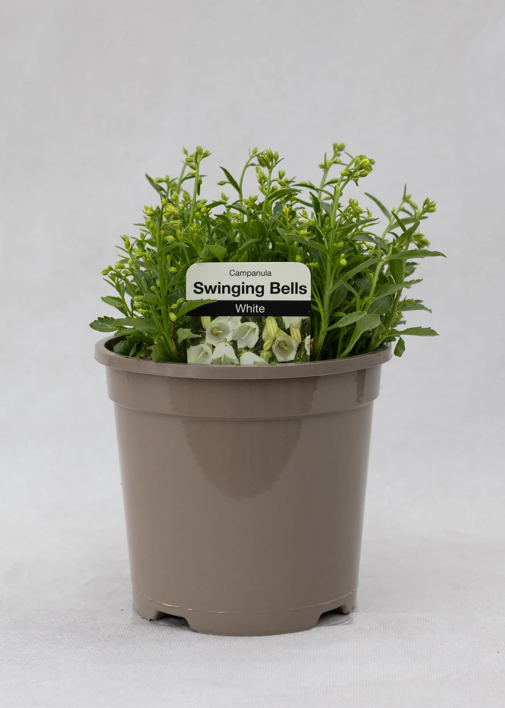Campanula cochlearifolia 'Swinging Bells White'