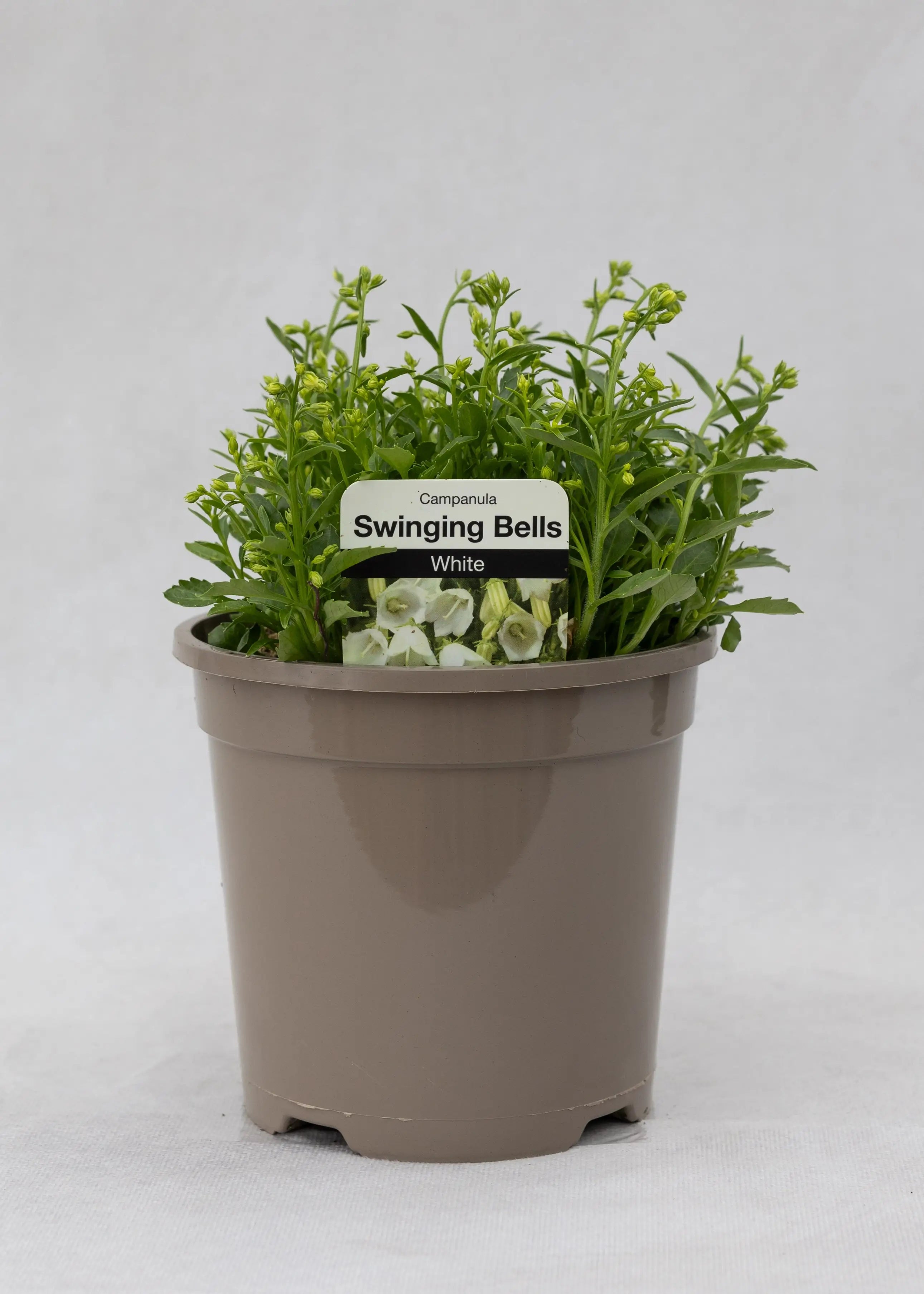 Campanula cochlearifolia 'Swinging Bells White'