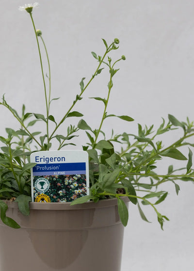 Erigeron karvin 'Profusion'