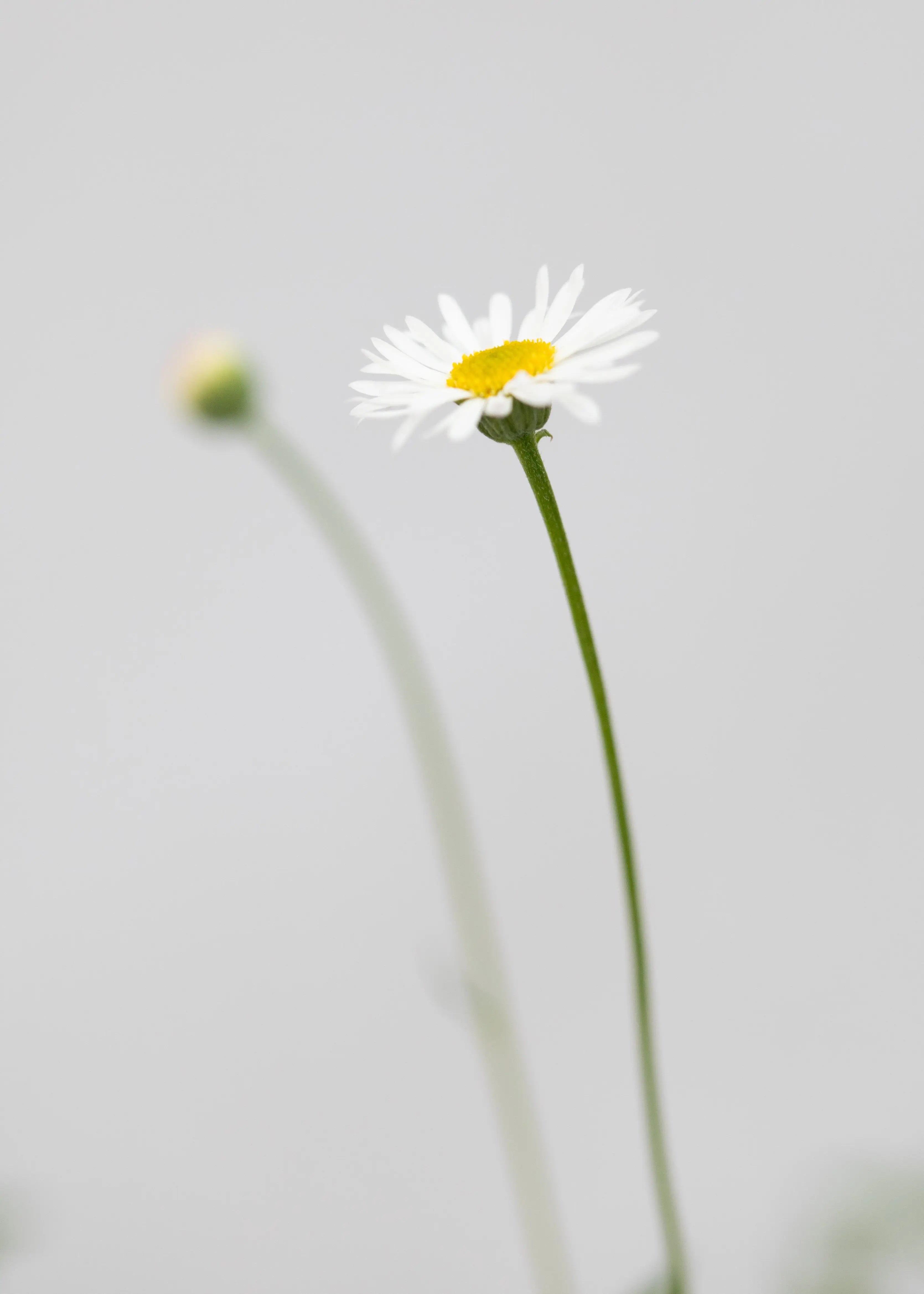 Erigeron karvin 'Profusion'