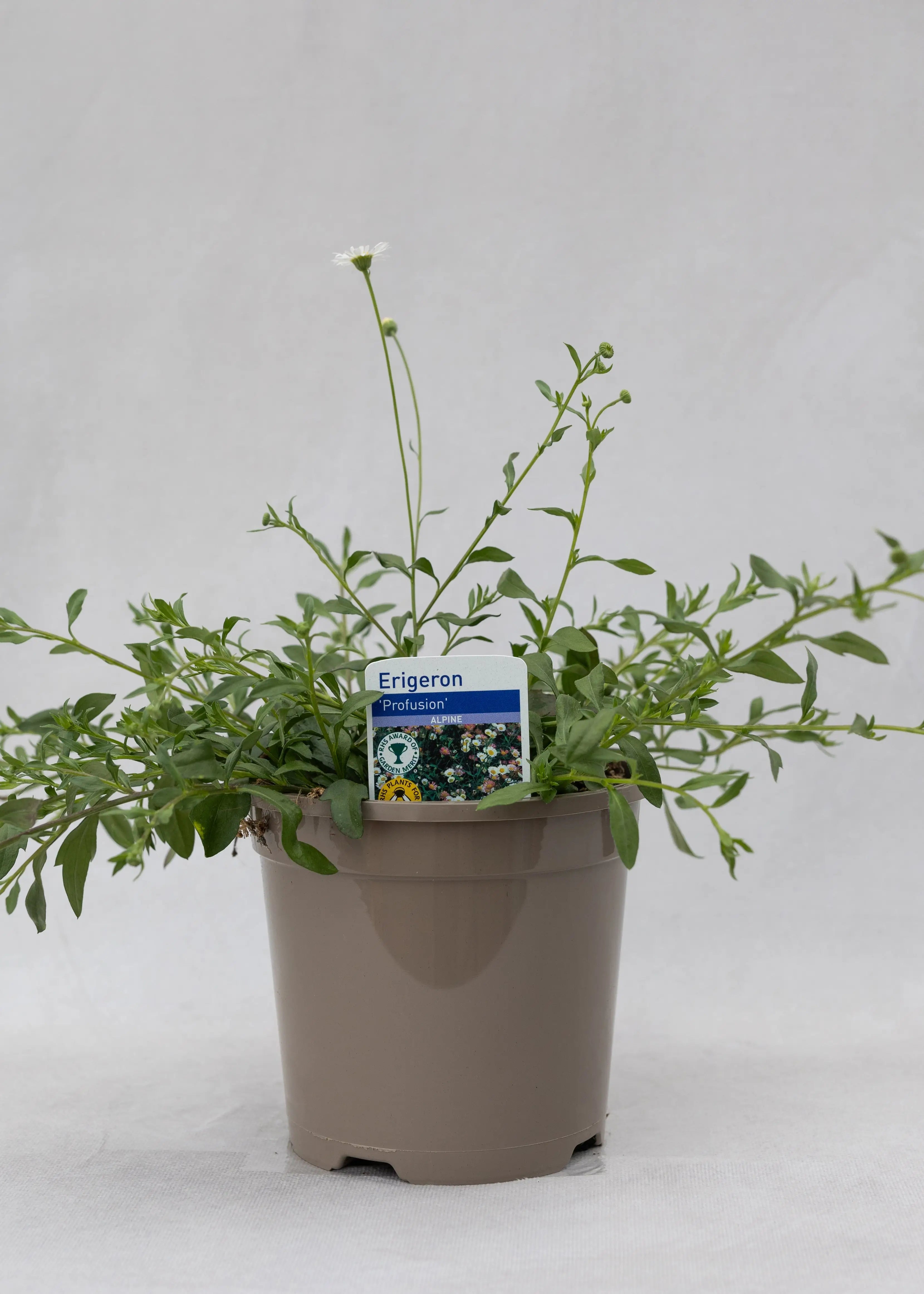 Erigeron karvin 'Profusion'