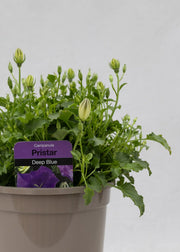 Campanula carpatica 'Pristar Deep Blue'