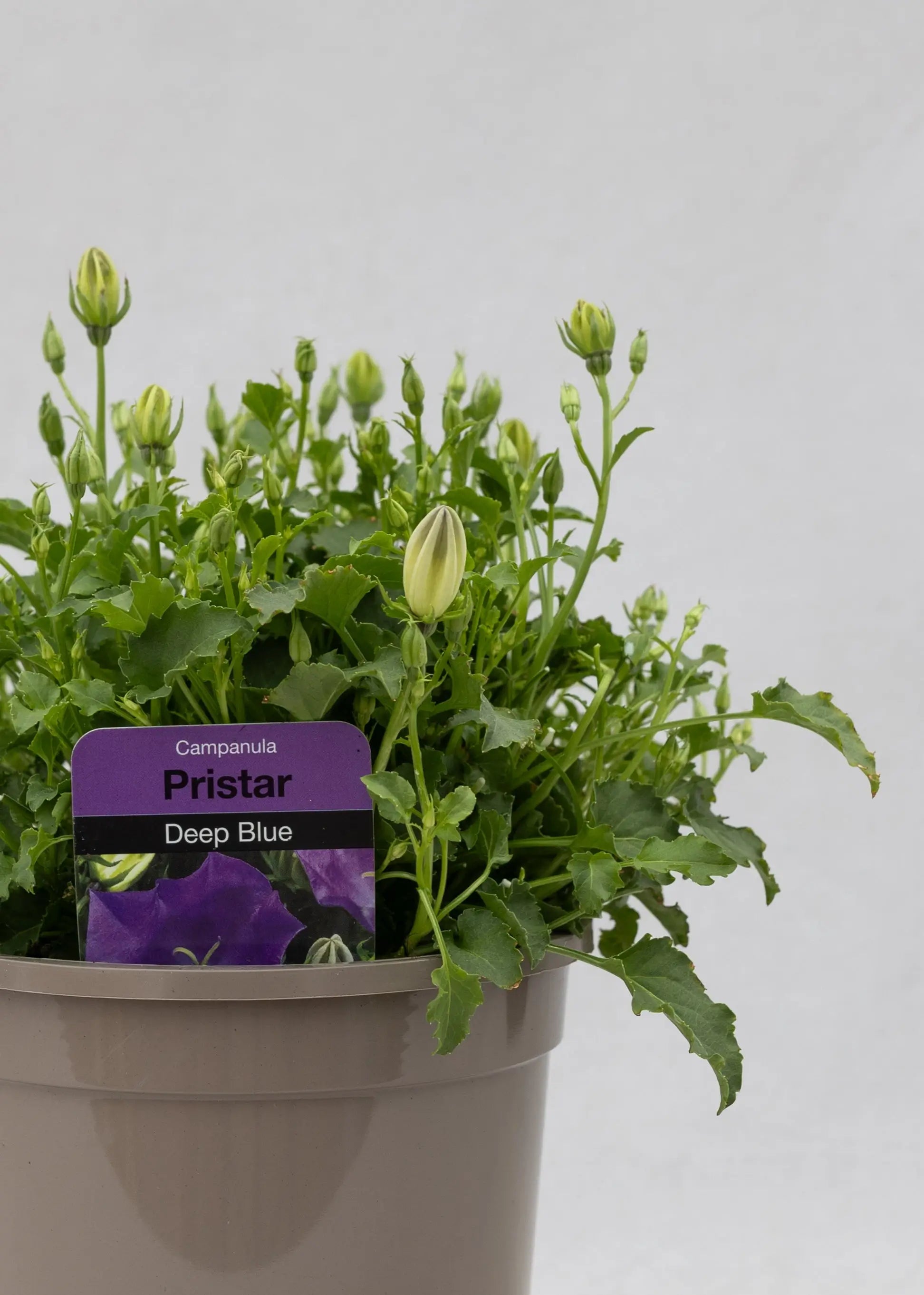 Campanula carpatica 'Pristar Deep Blue'