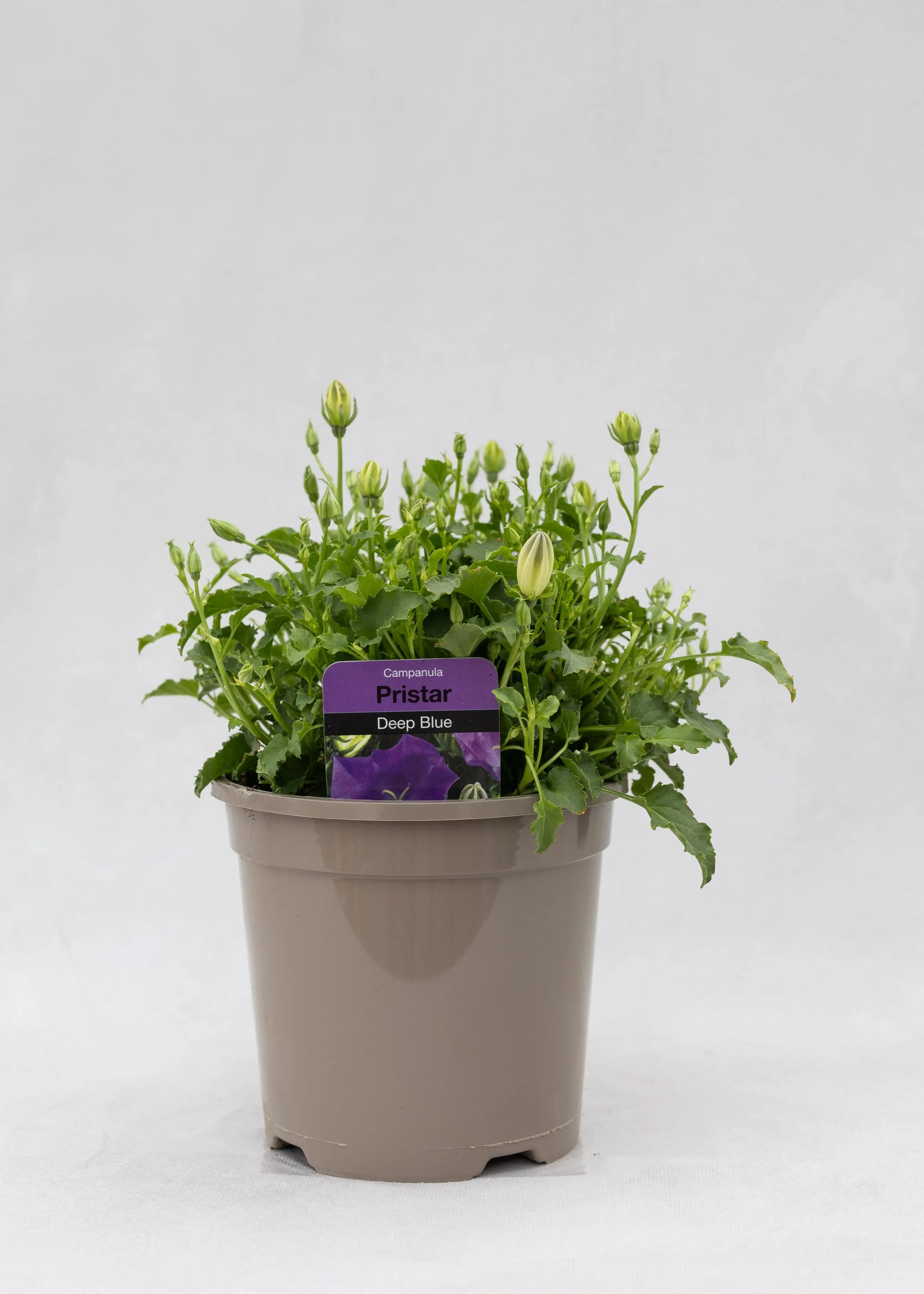 Campanula carpatica 'Pristar Deep Blue'