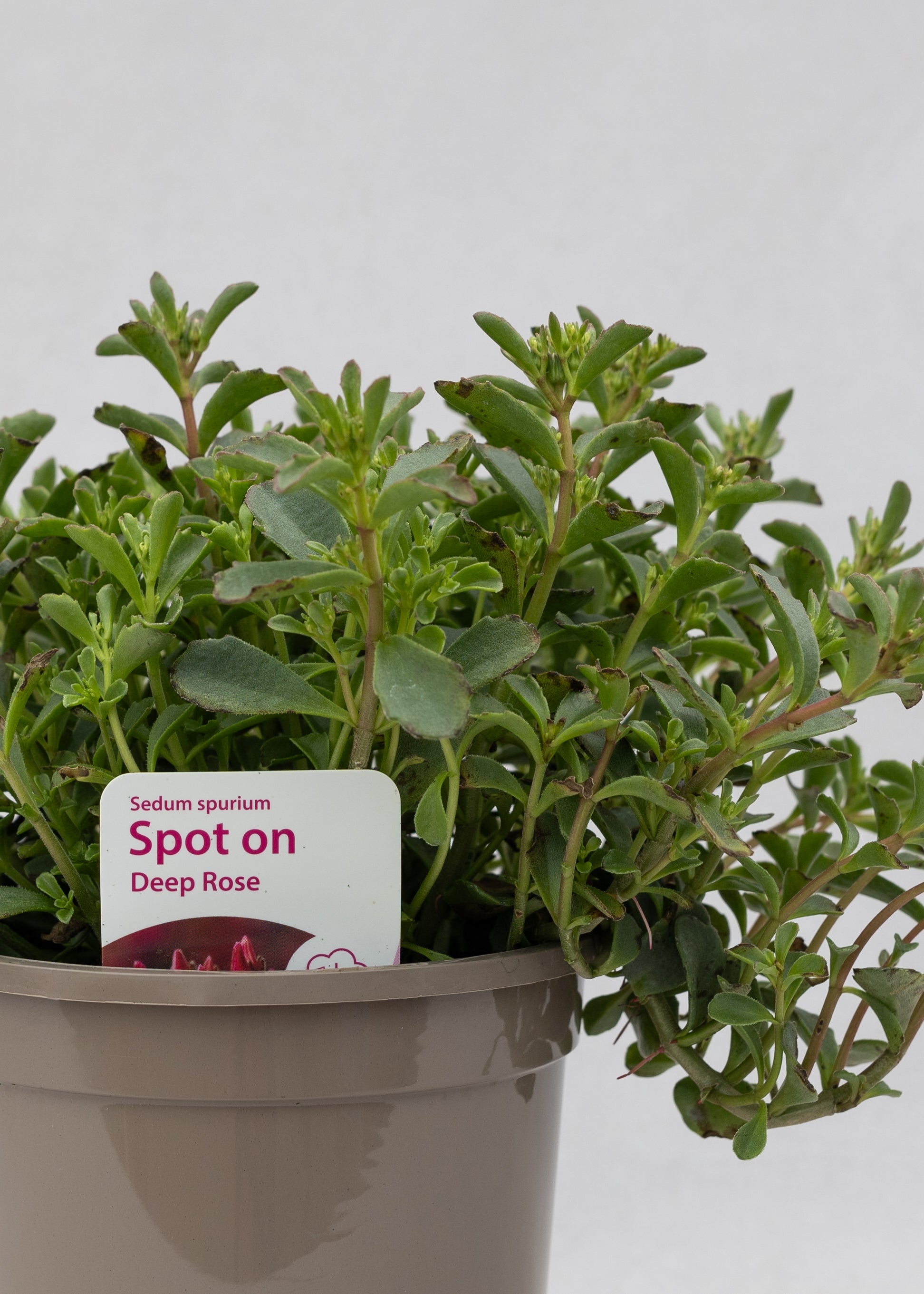 Sedum spurium 'Spot On Deep Rose'