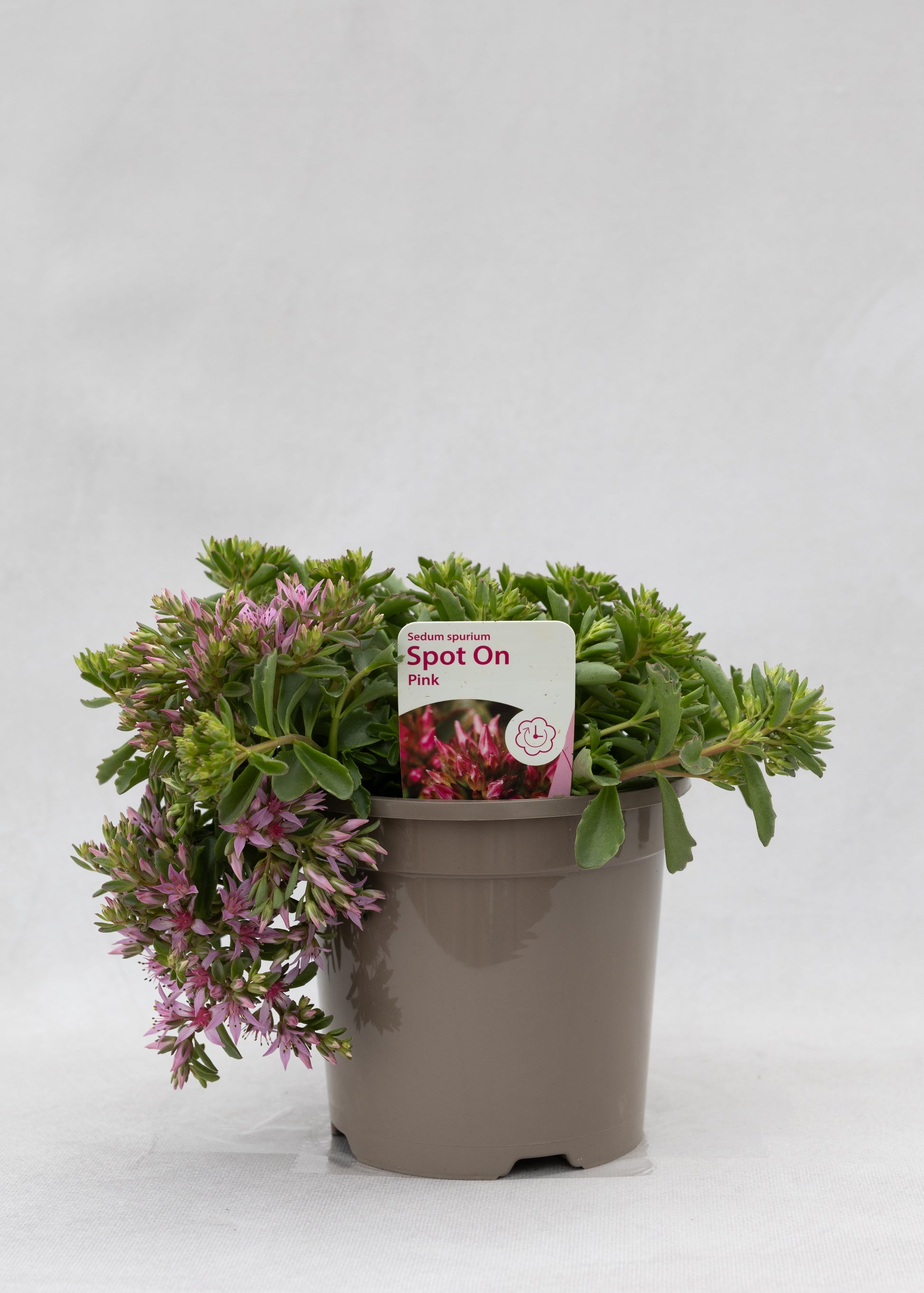 Sedum spurium 'Spot On Pink'