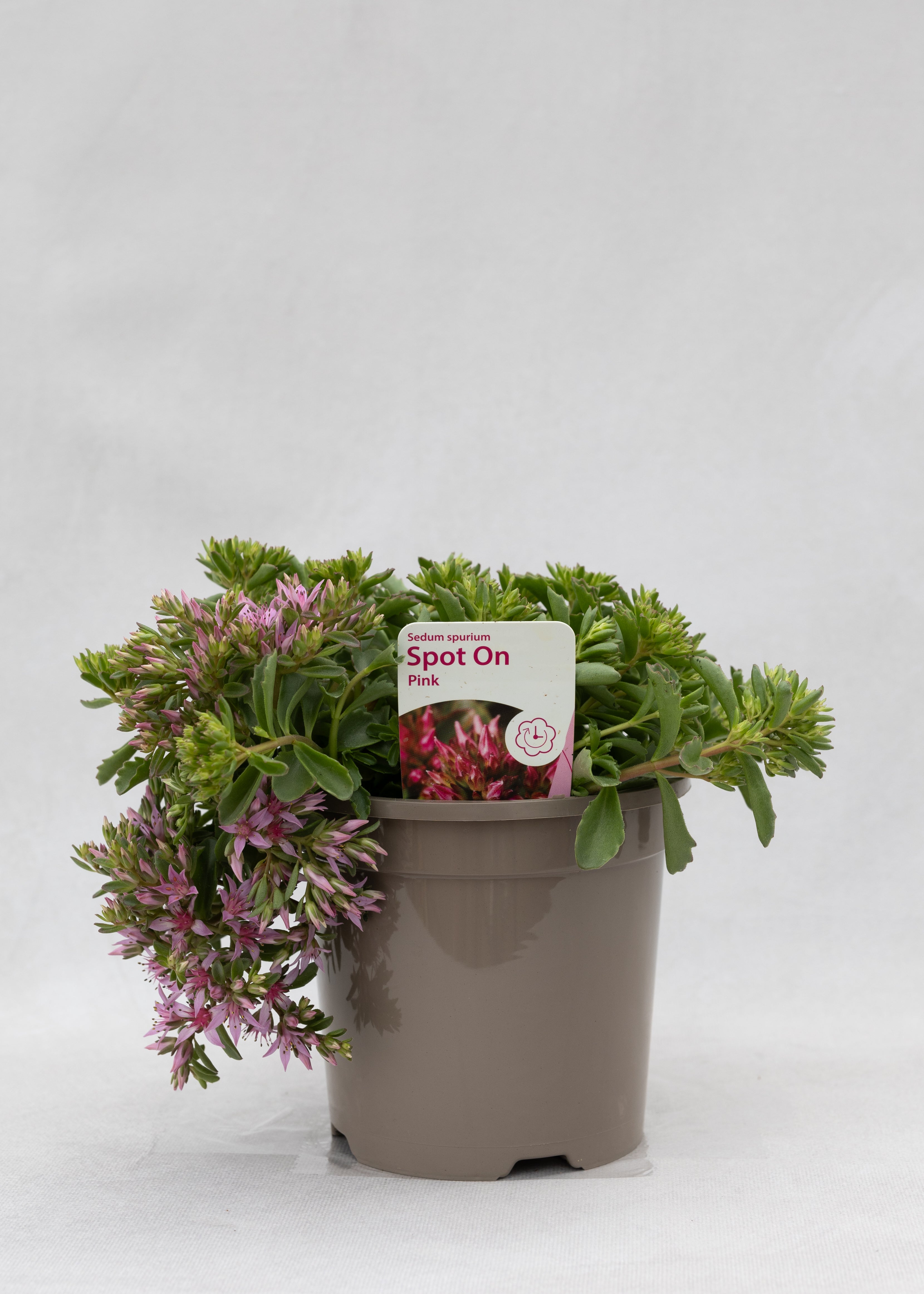 Sedum spurium 'Spot On Pink'