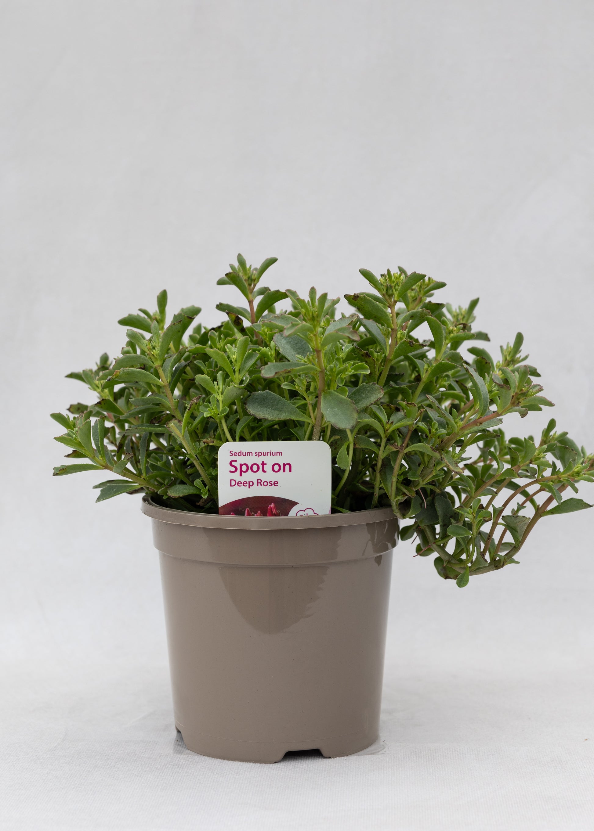 Sedum spurium 'Spot On Deep Rose'