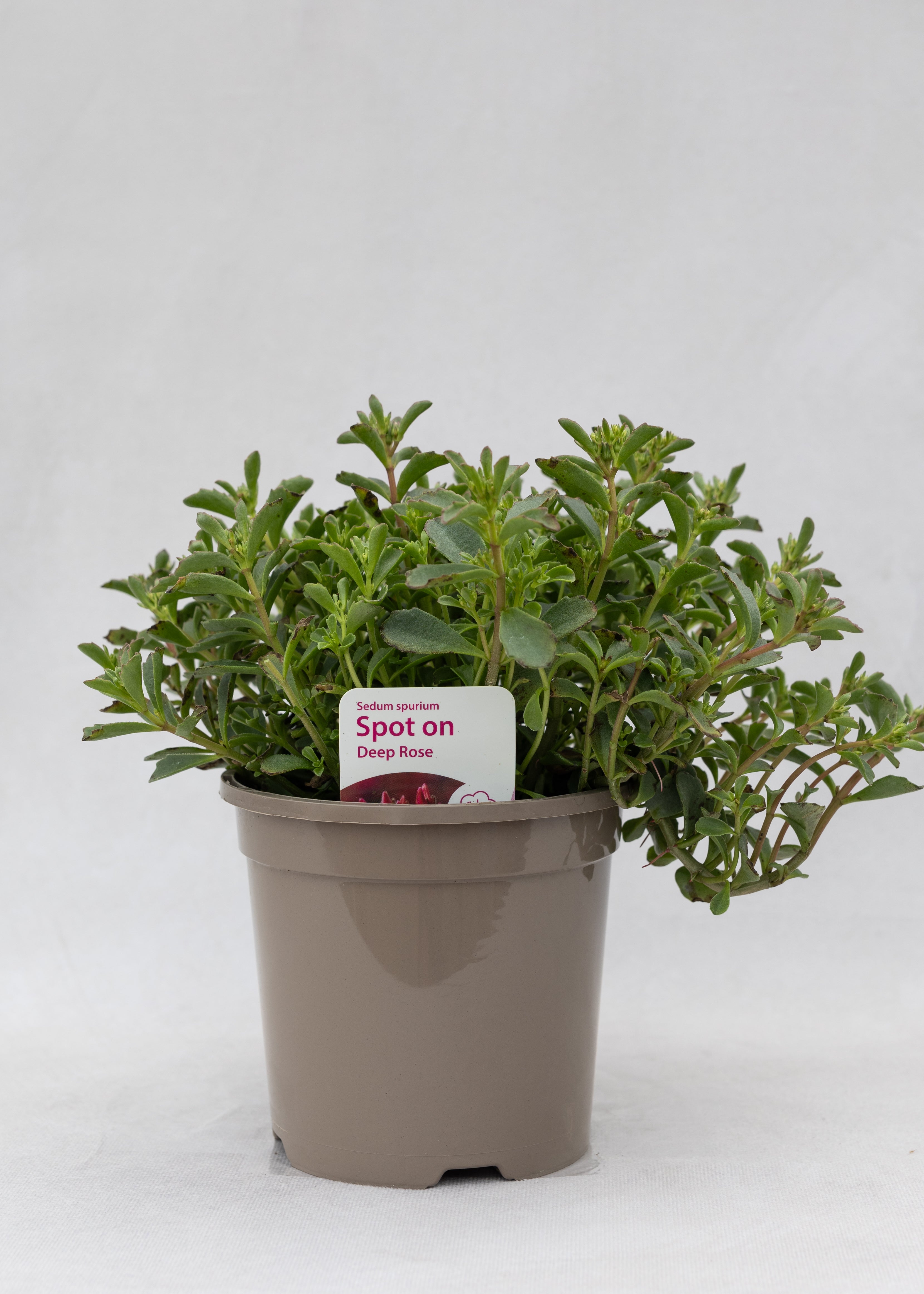 Sedum spurium 'Spot On Deep Rose'