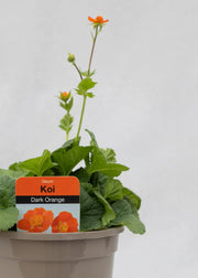 Geum coccineum 'Koi'