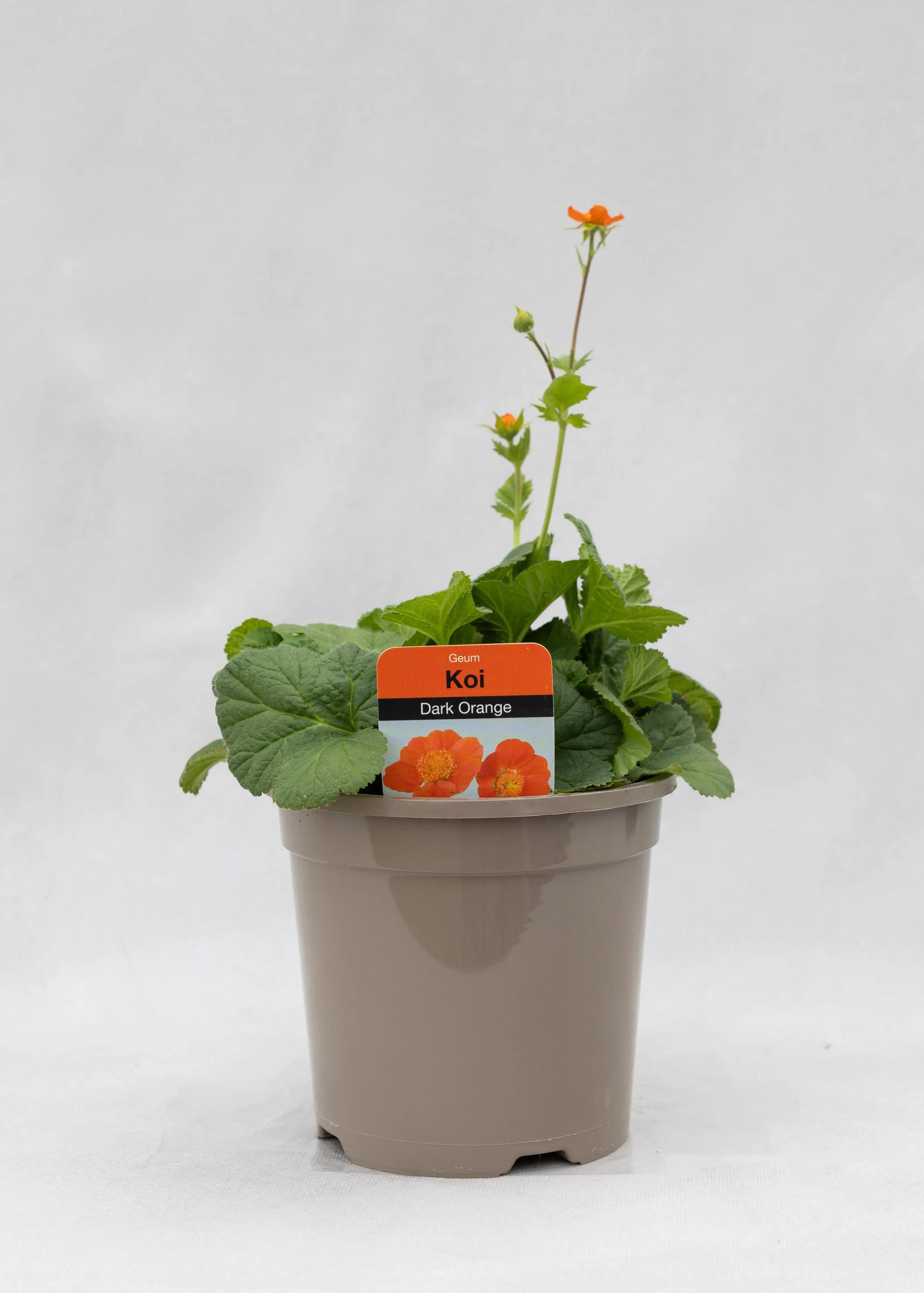 Geum coccineum 'Koi'