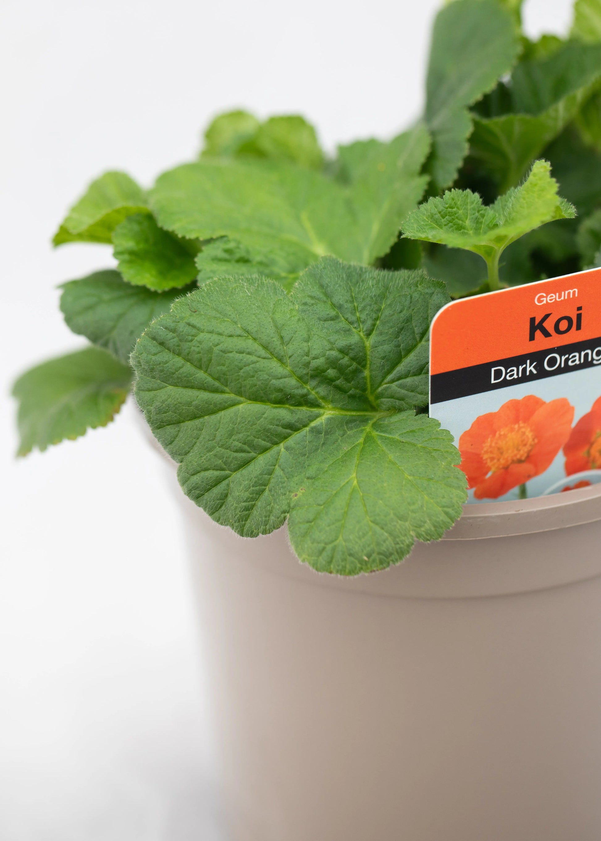 Geum coccineum 'Koi'