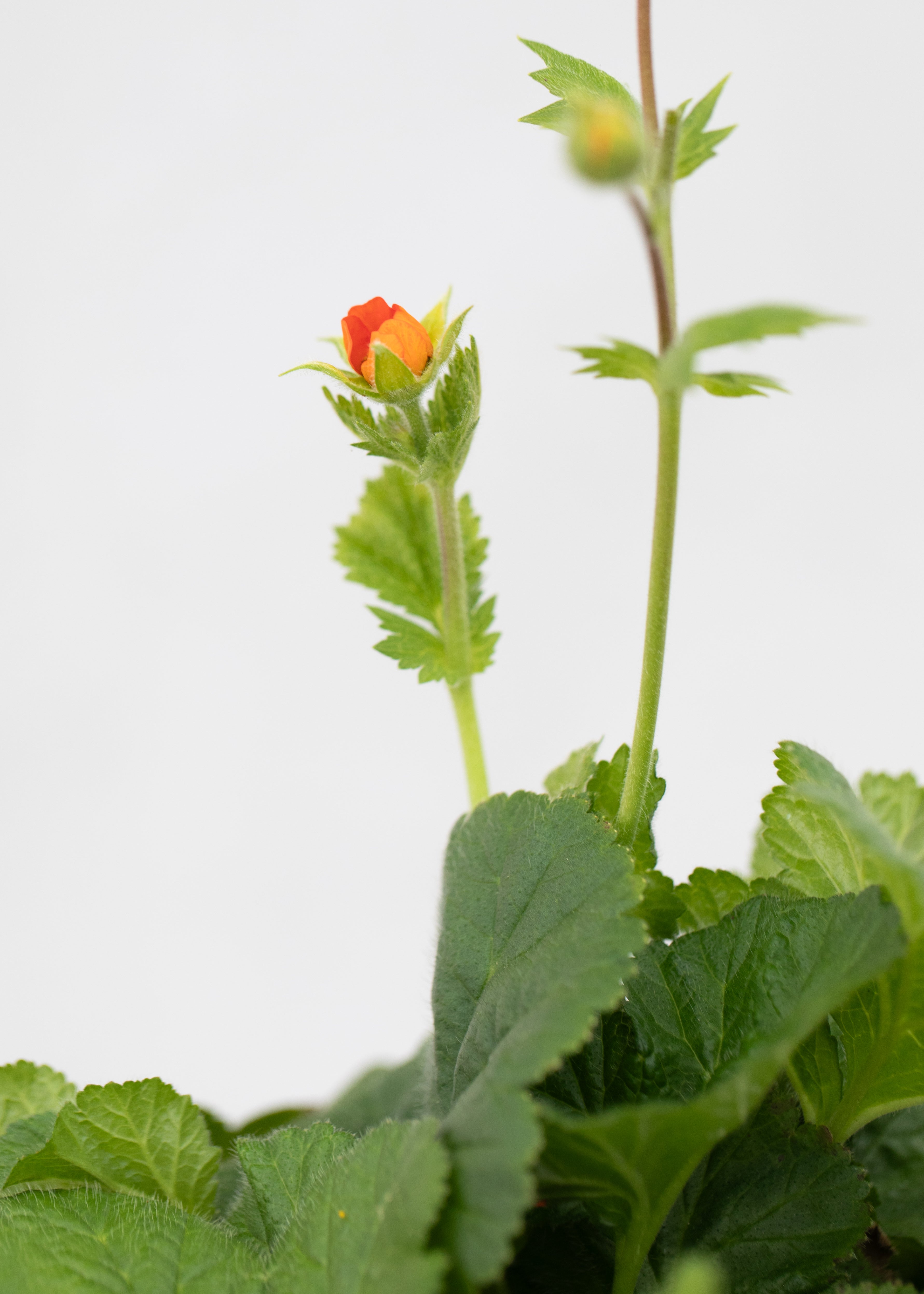 Geum coccineum 'Koi'
