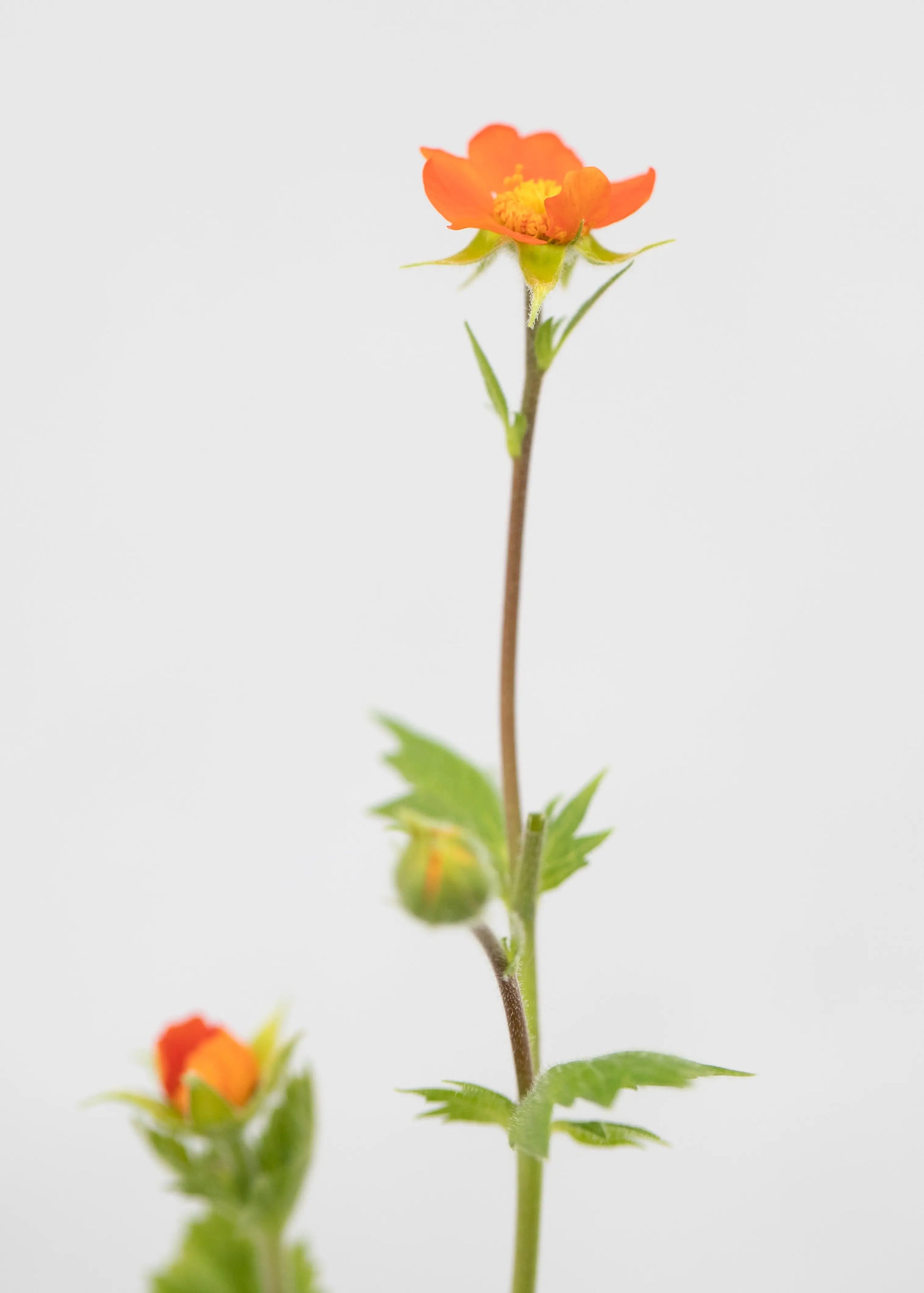 Geum coccineum 'Koi'