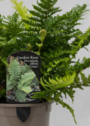 Dryopteris affinis 'Crispa'