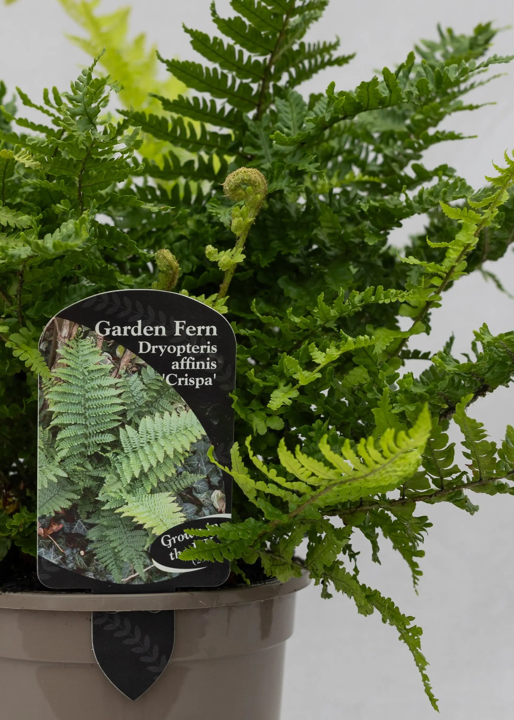 Dryopteris affinis 'Crispa'