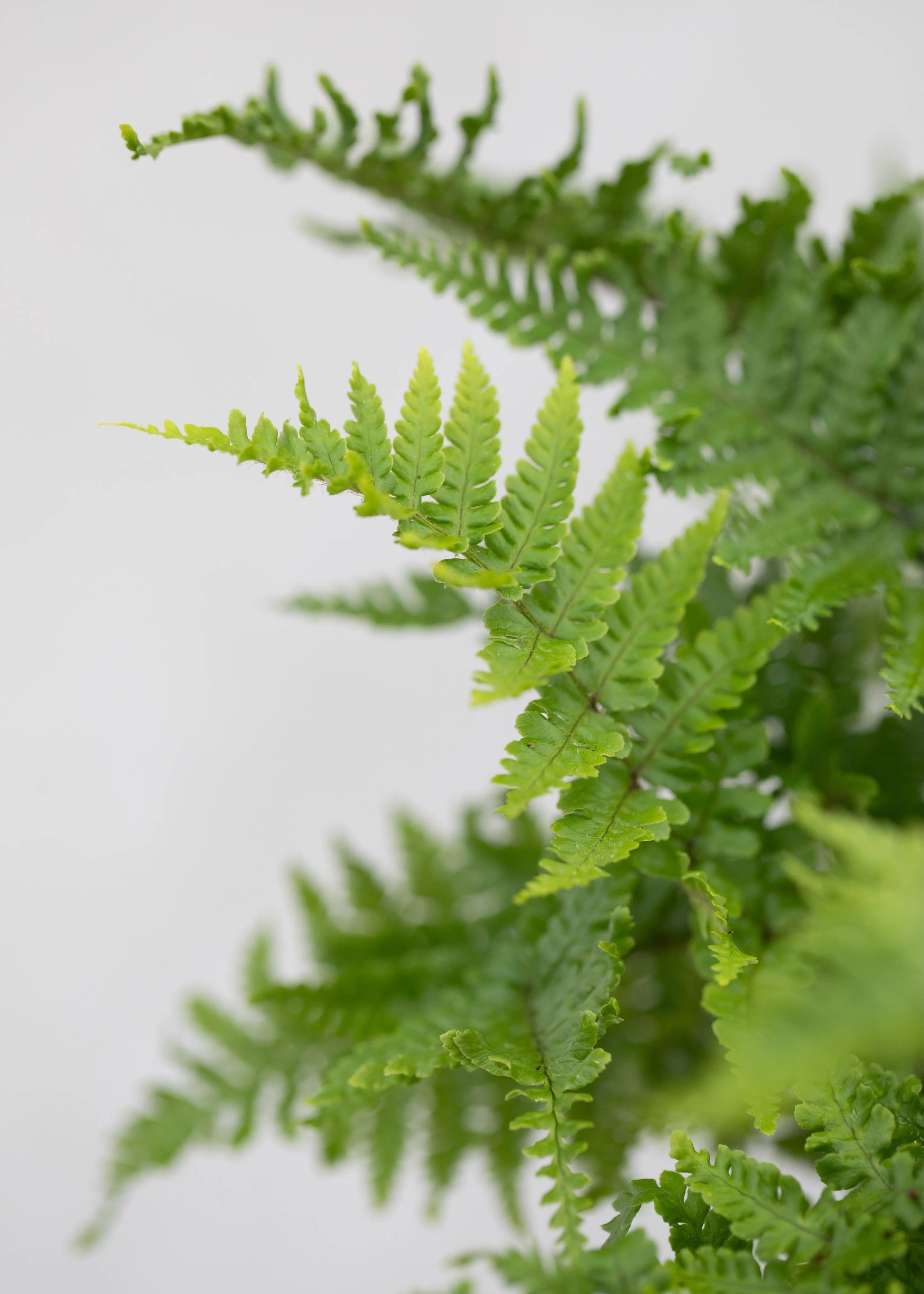Dryopteris affinis 'Crispa'