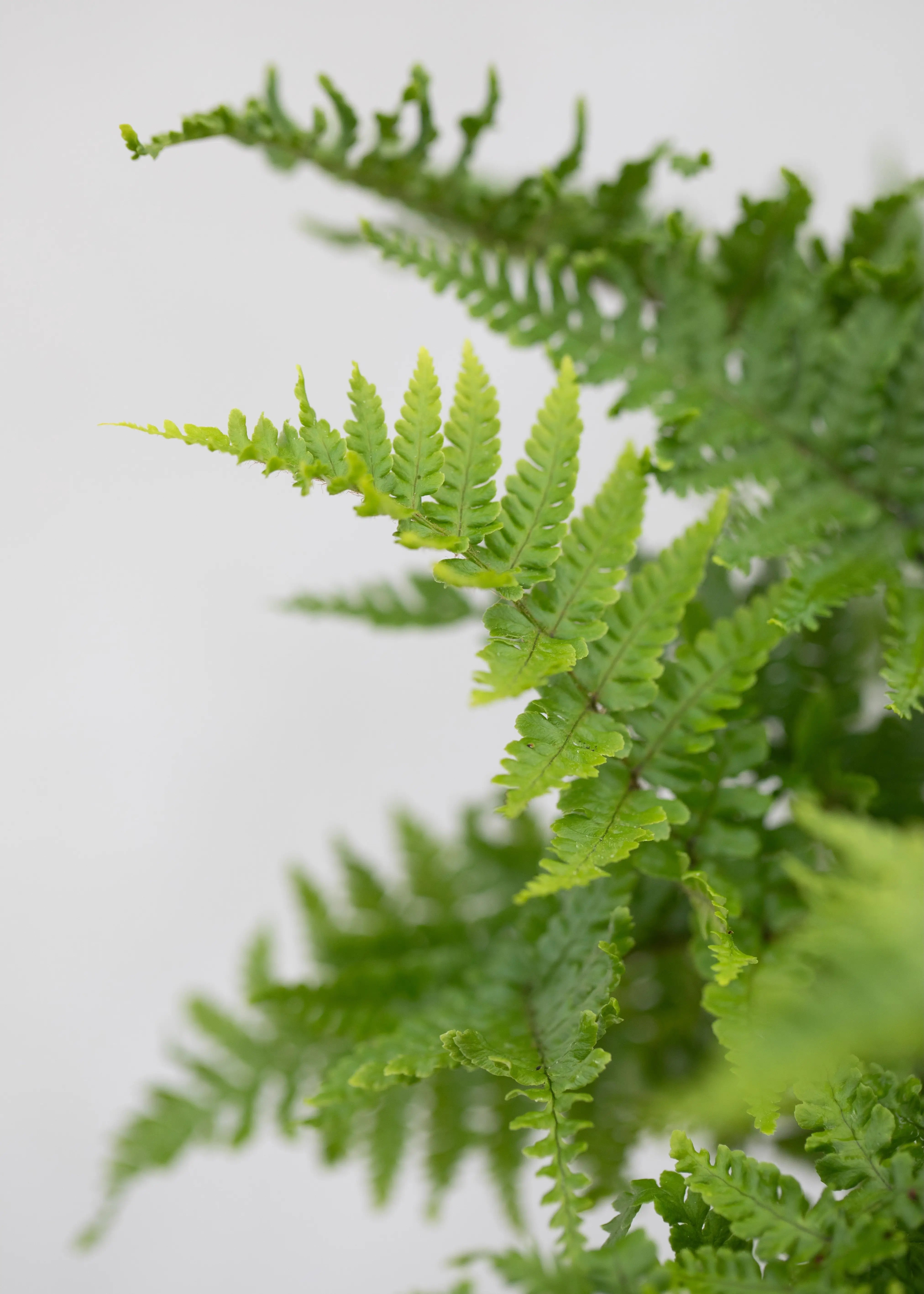 Dryopteris affinis 'Crispa'