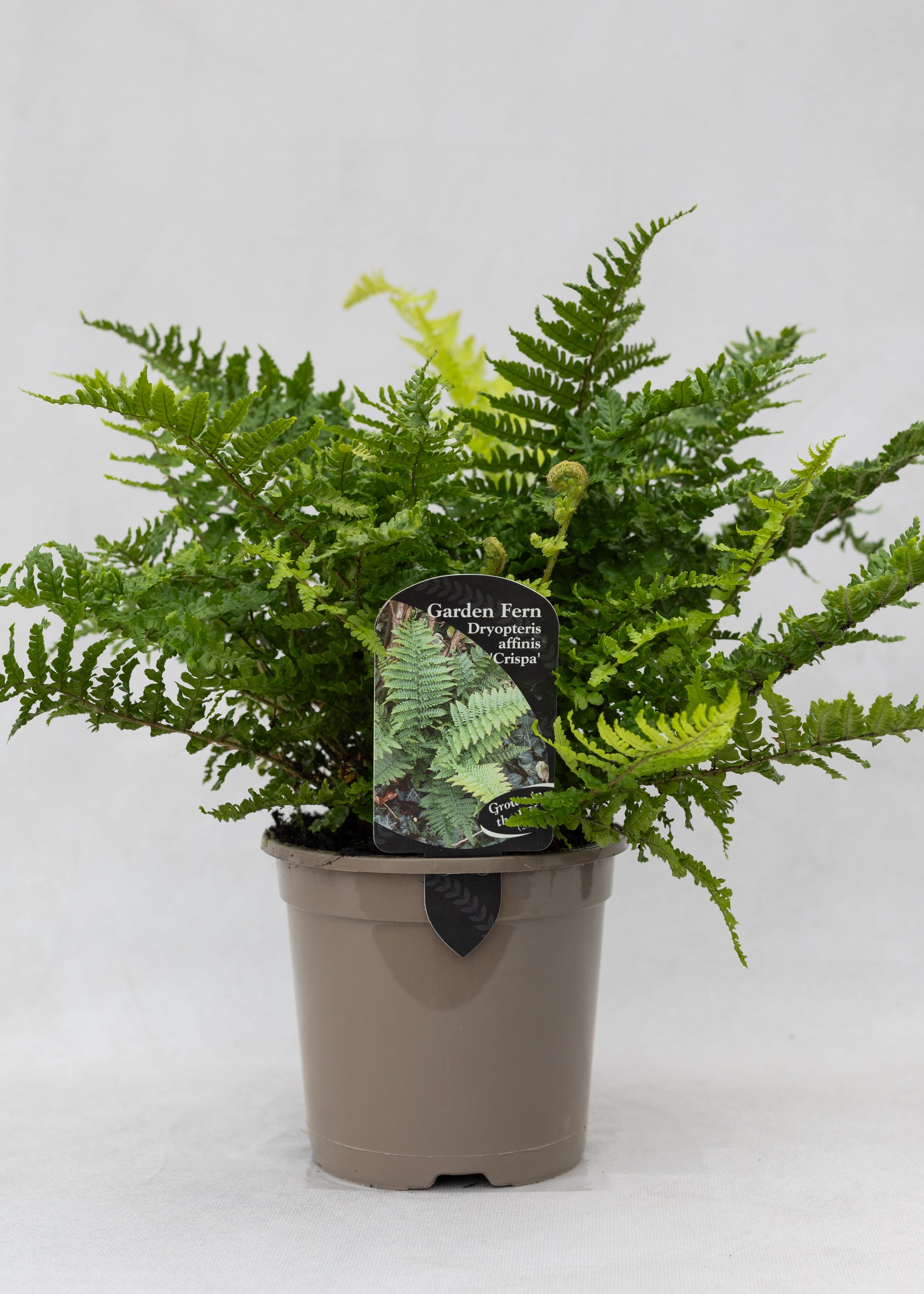 Dryopteris affinis 'Crispa'