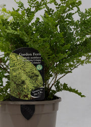 Dryopteris austriaca 'Lepidota Crispa'