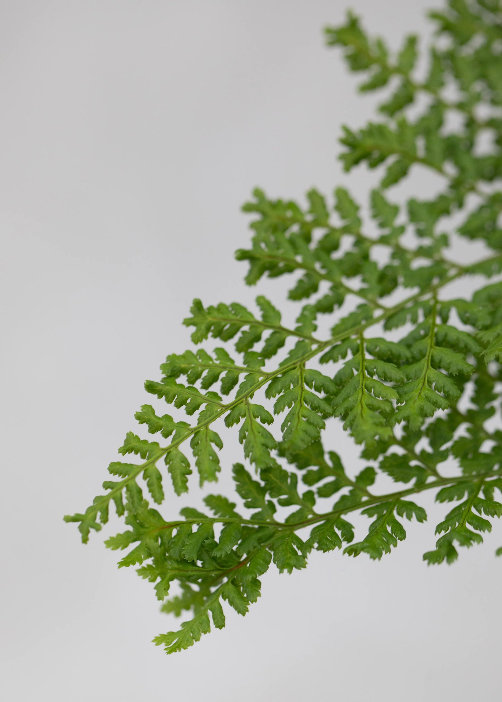 Dryopteris austriaca 'Lepidota Crispa'
