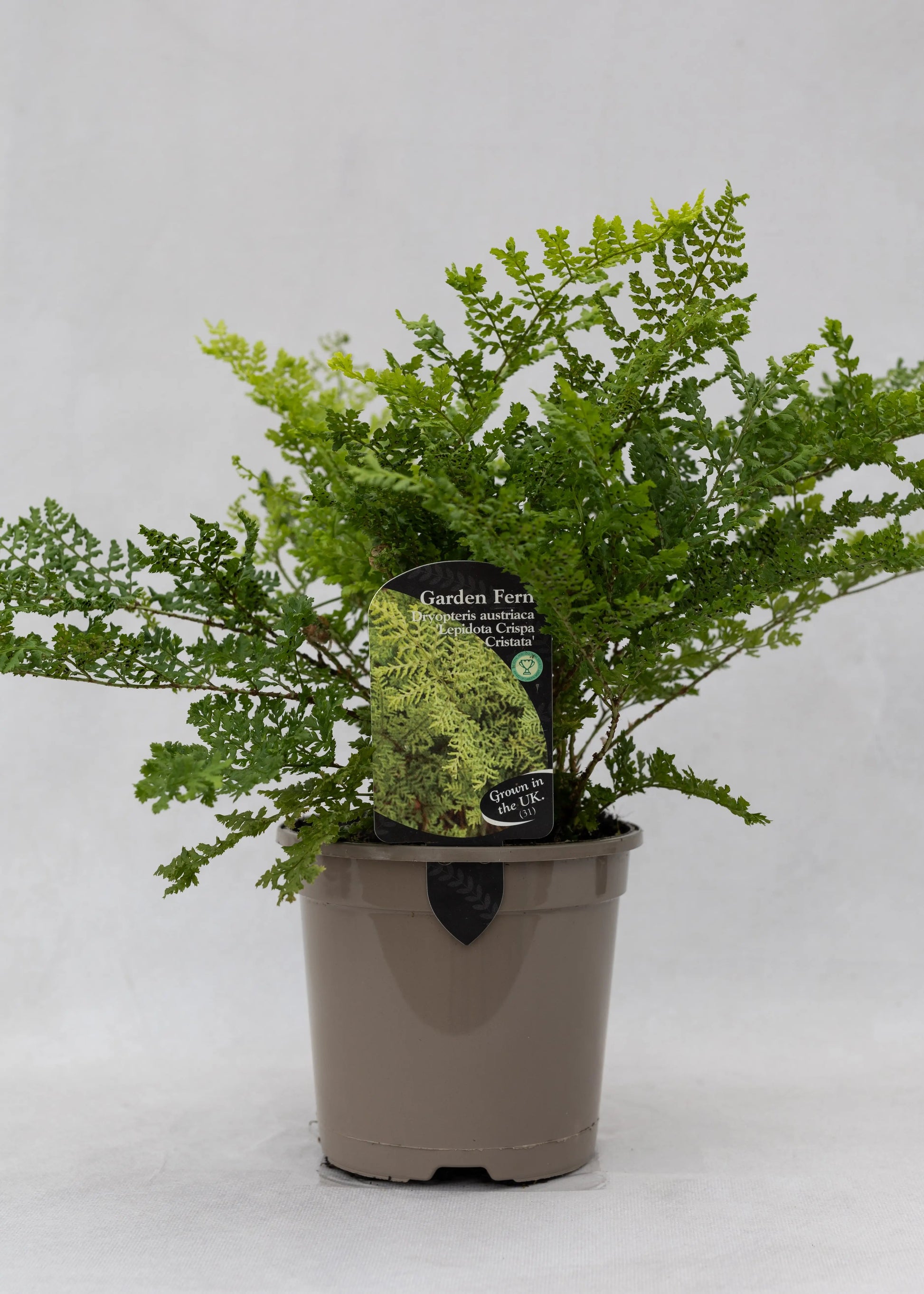Dryopteris austriaca 'Lepidota Crispa'