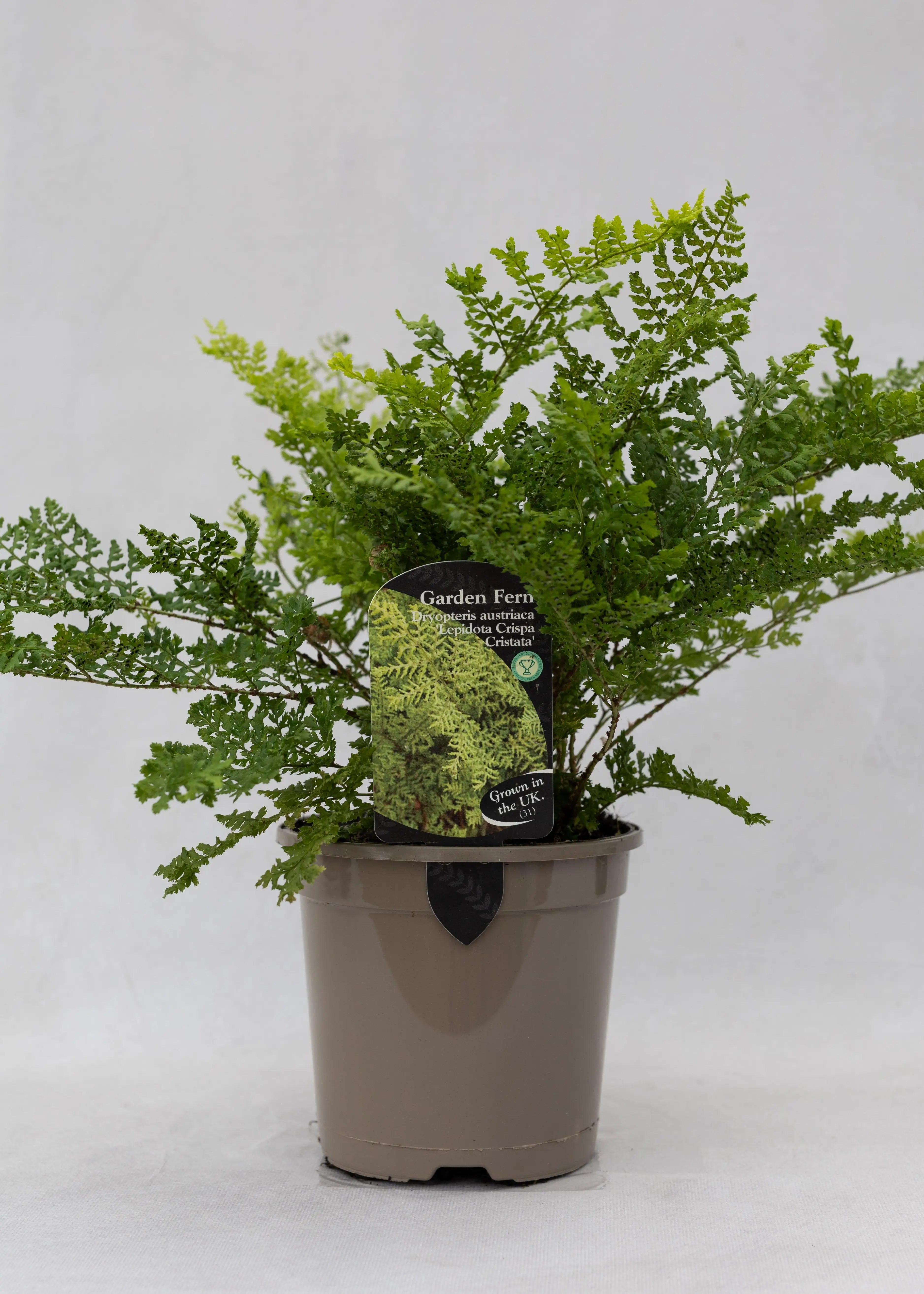 Dryopteris austriaca 'Lepidota Crispa'