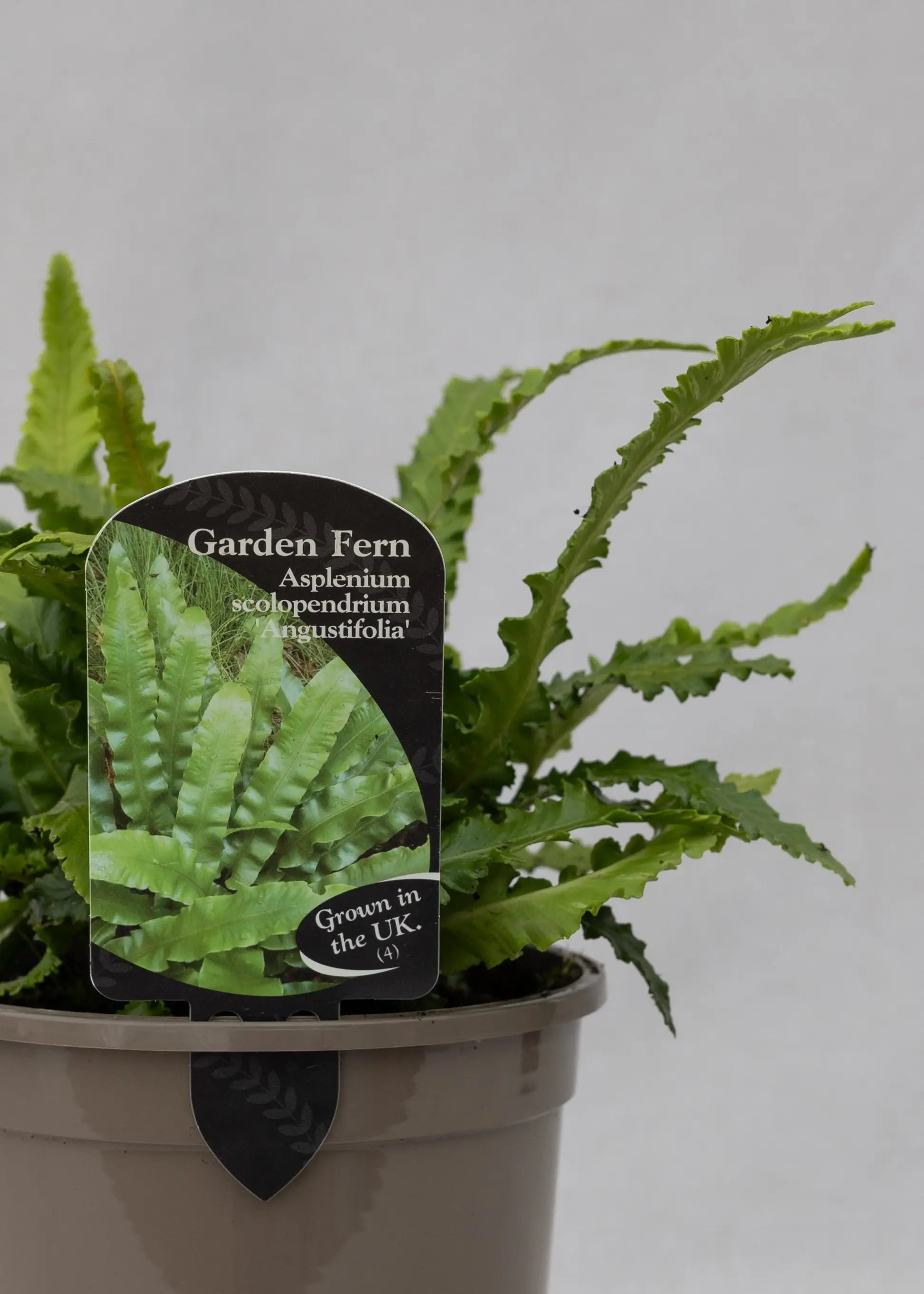 Asplenium scolopendrium 'Angustifolia'