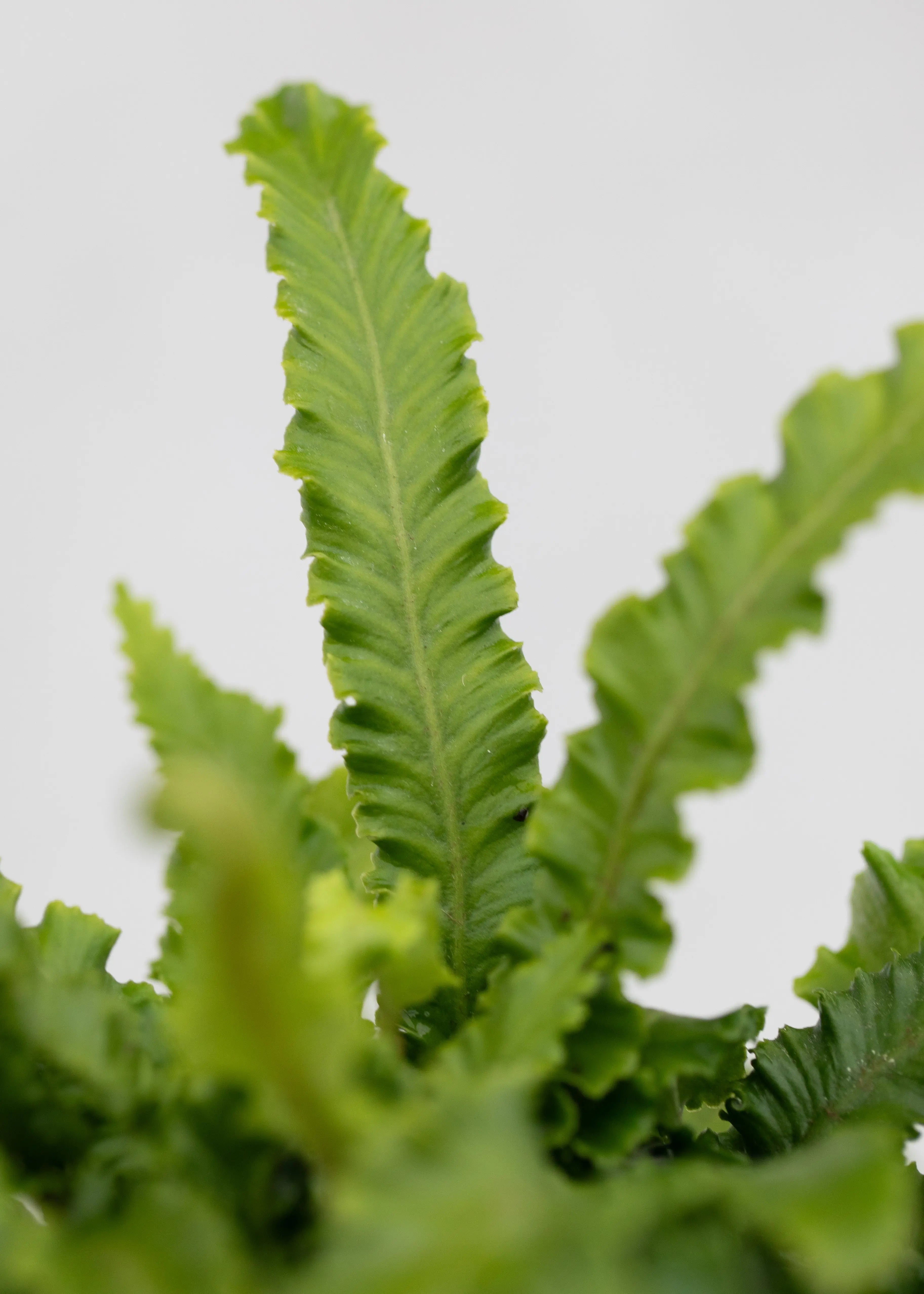 Asplenium scolopendrium 'Angustifolia'