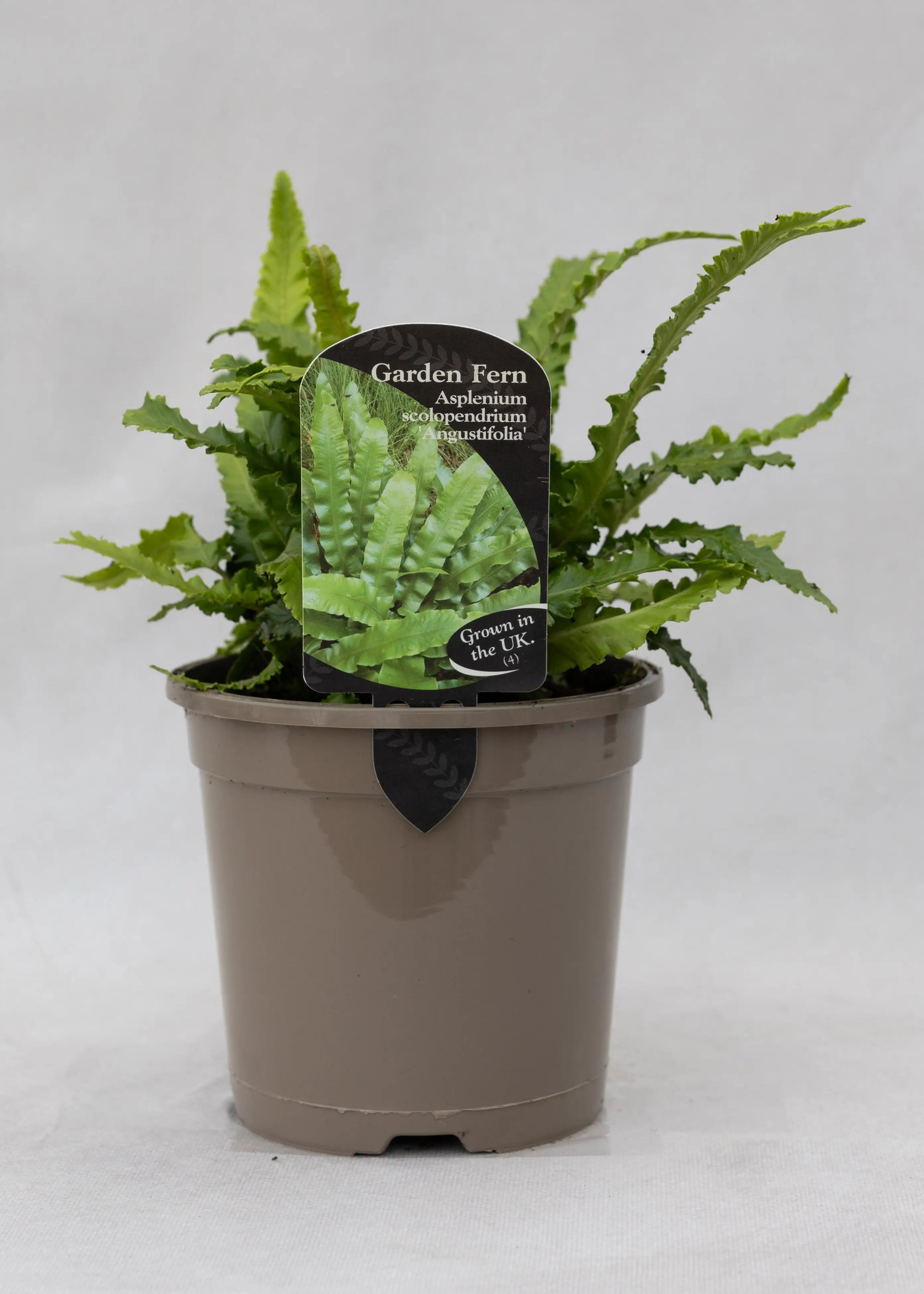 Asplenium scolopendrium 'Angustifolia'