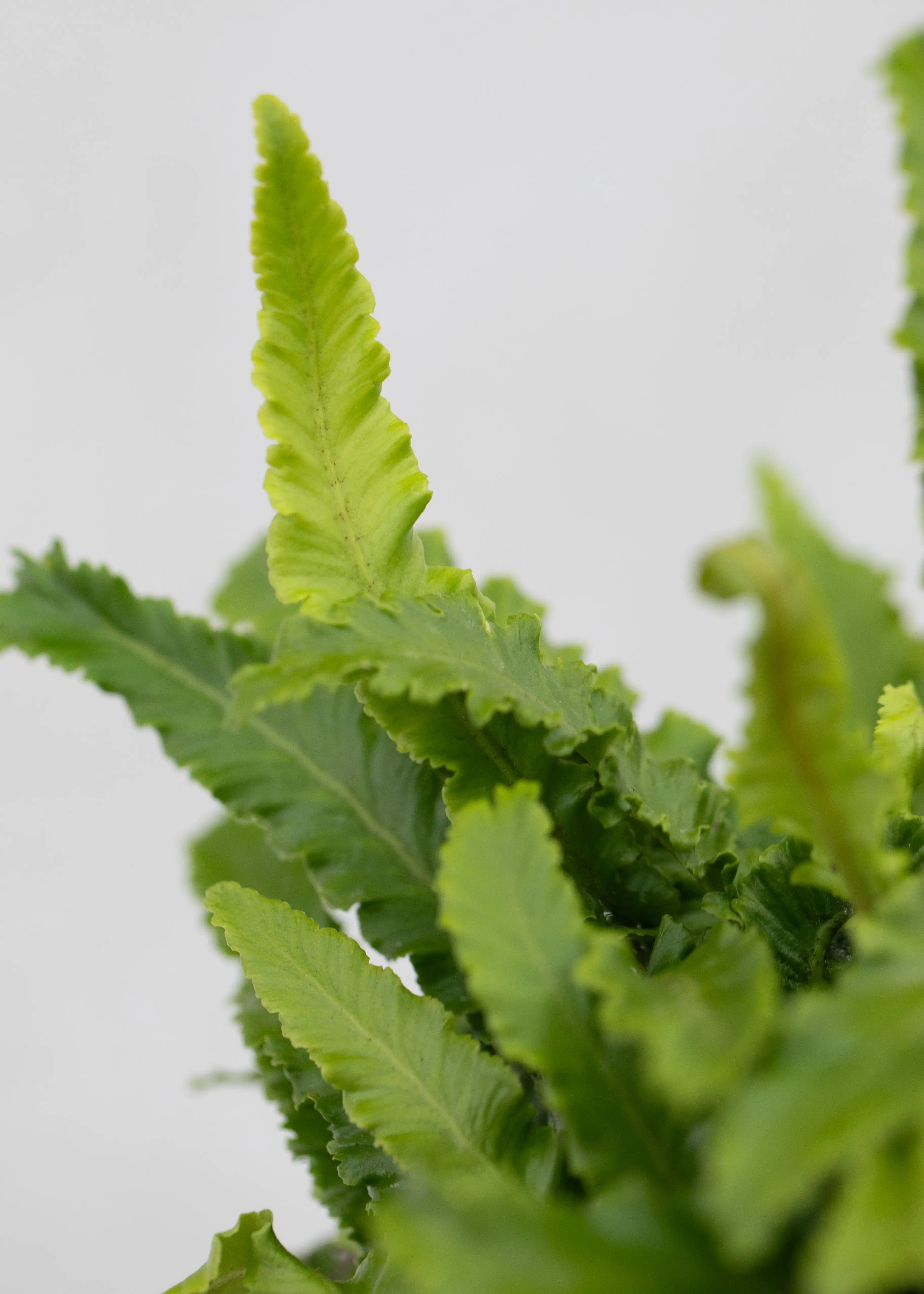 Asplenium scolopendrium 'Angustifolia'