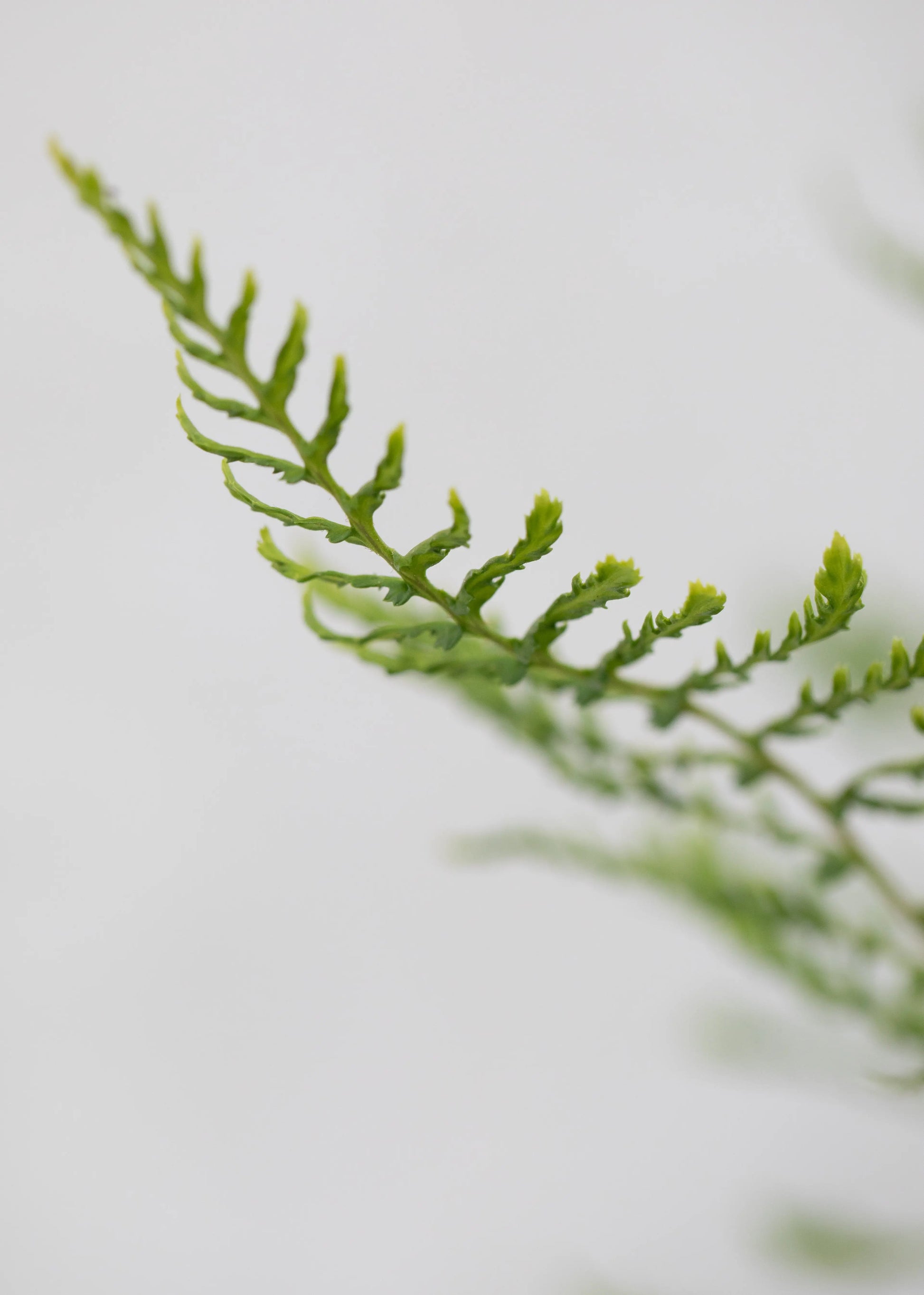 Dryopteris felix-mas 'Linearis Polydactylon'