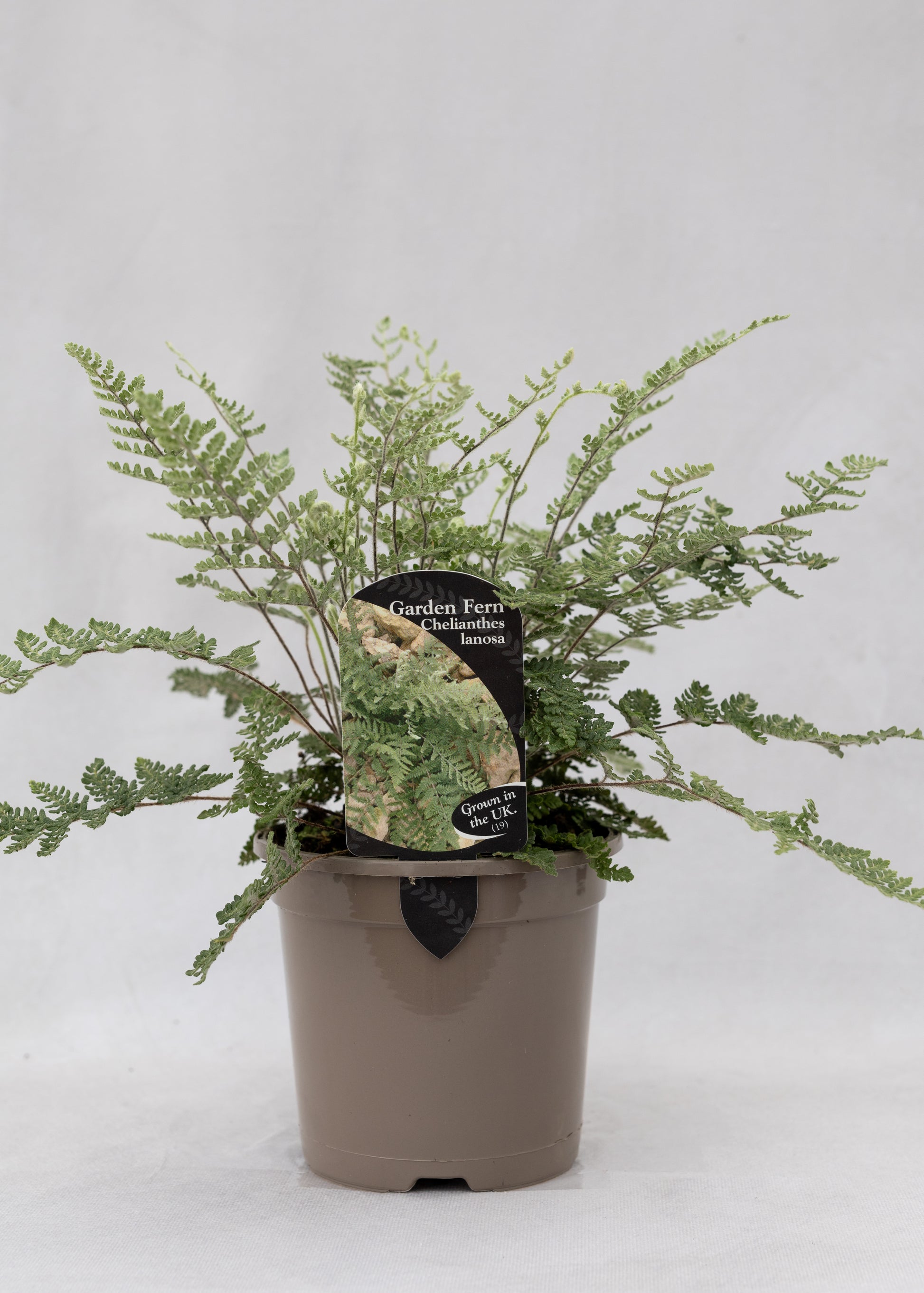 Chelianthes lanosa