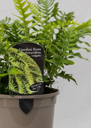 Polypodium vulgare