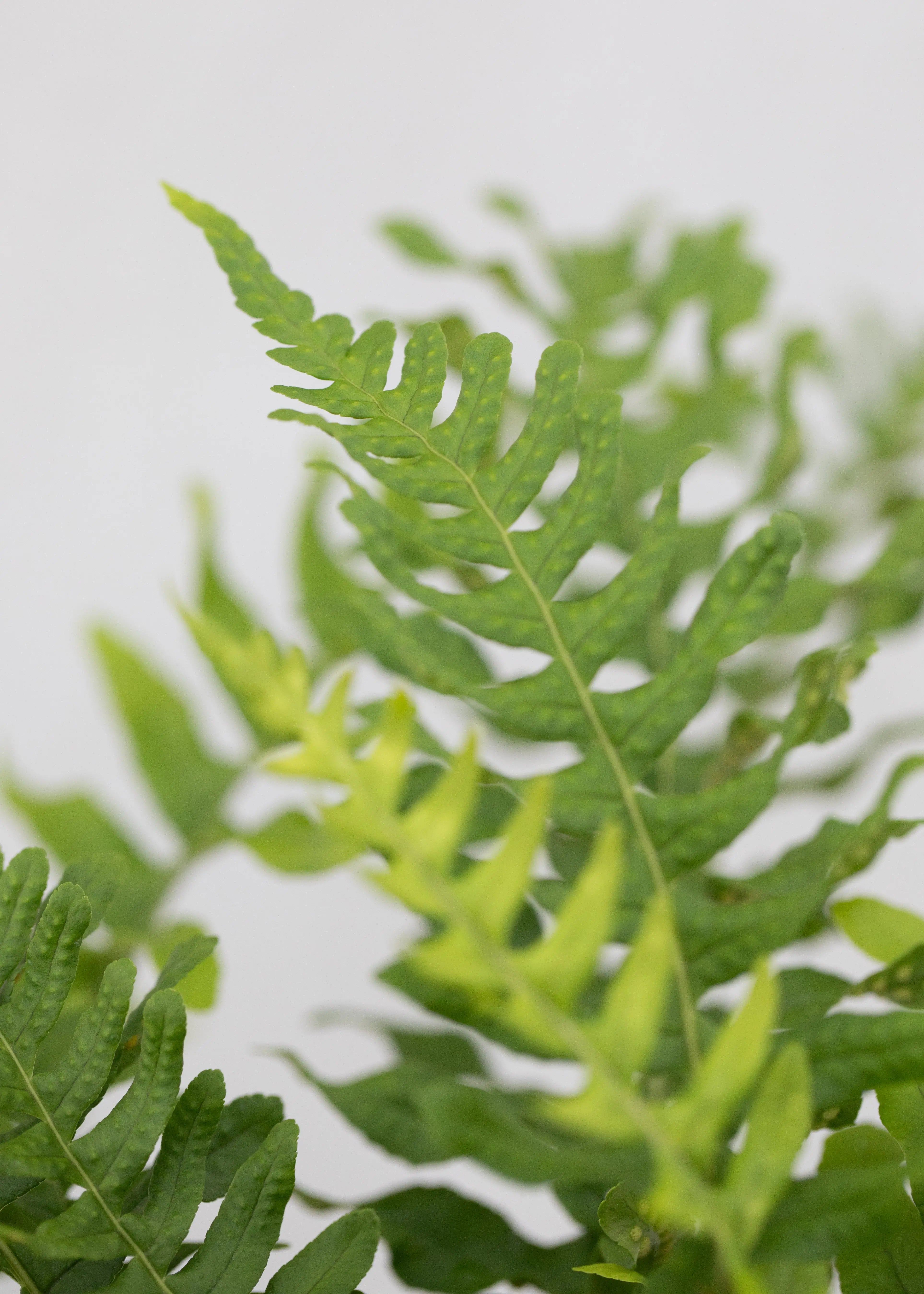 Polypodium vulgare