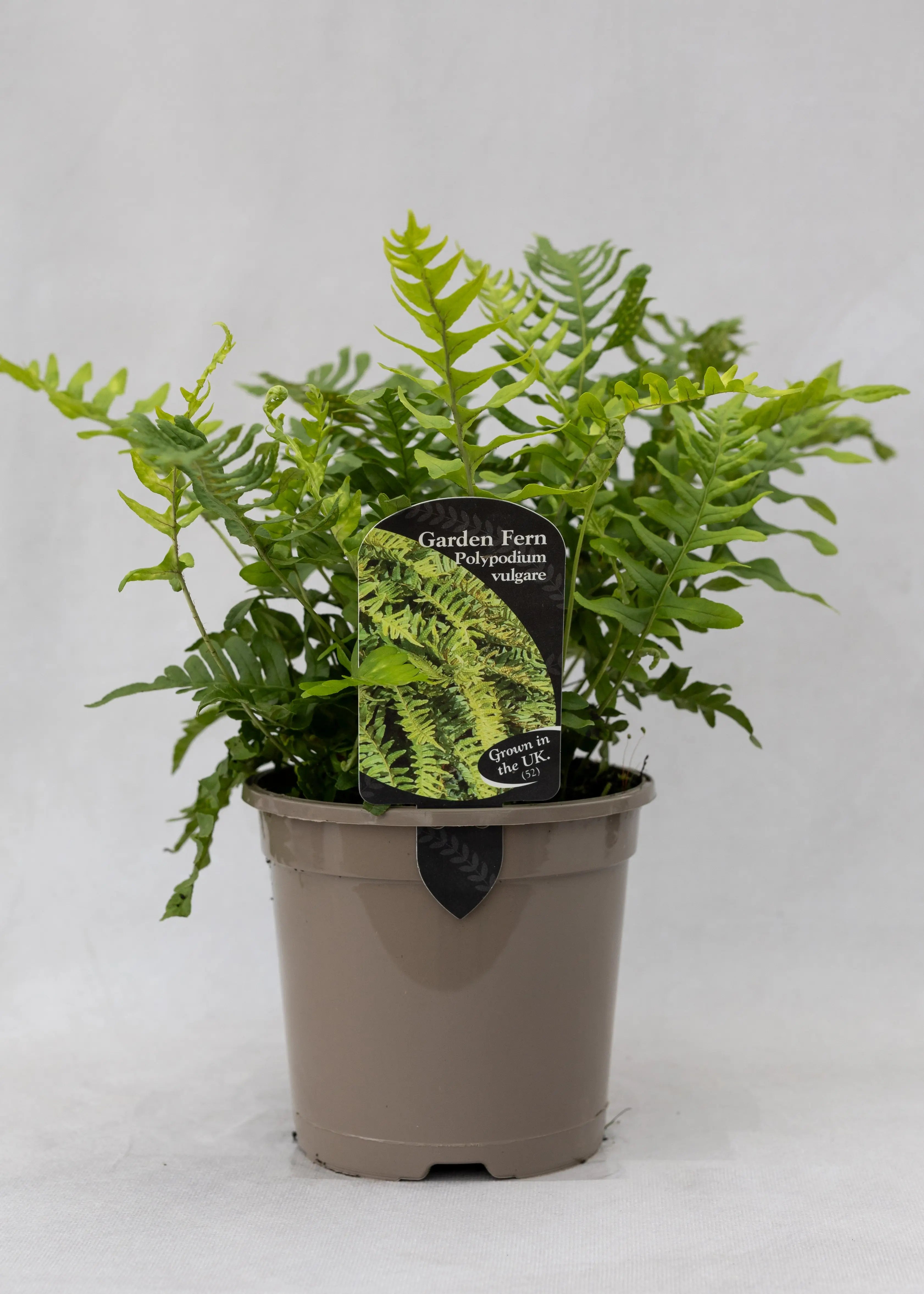 Polypodium vulgare