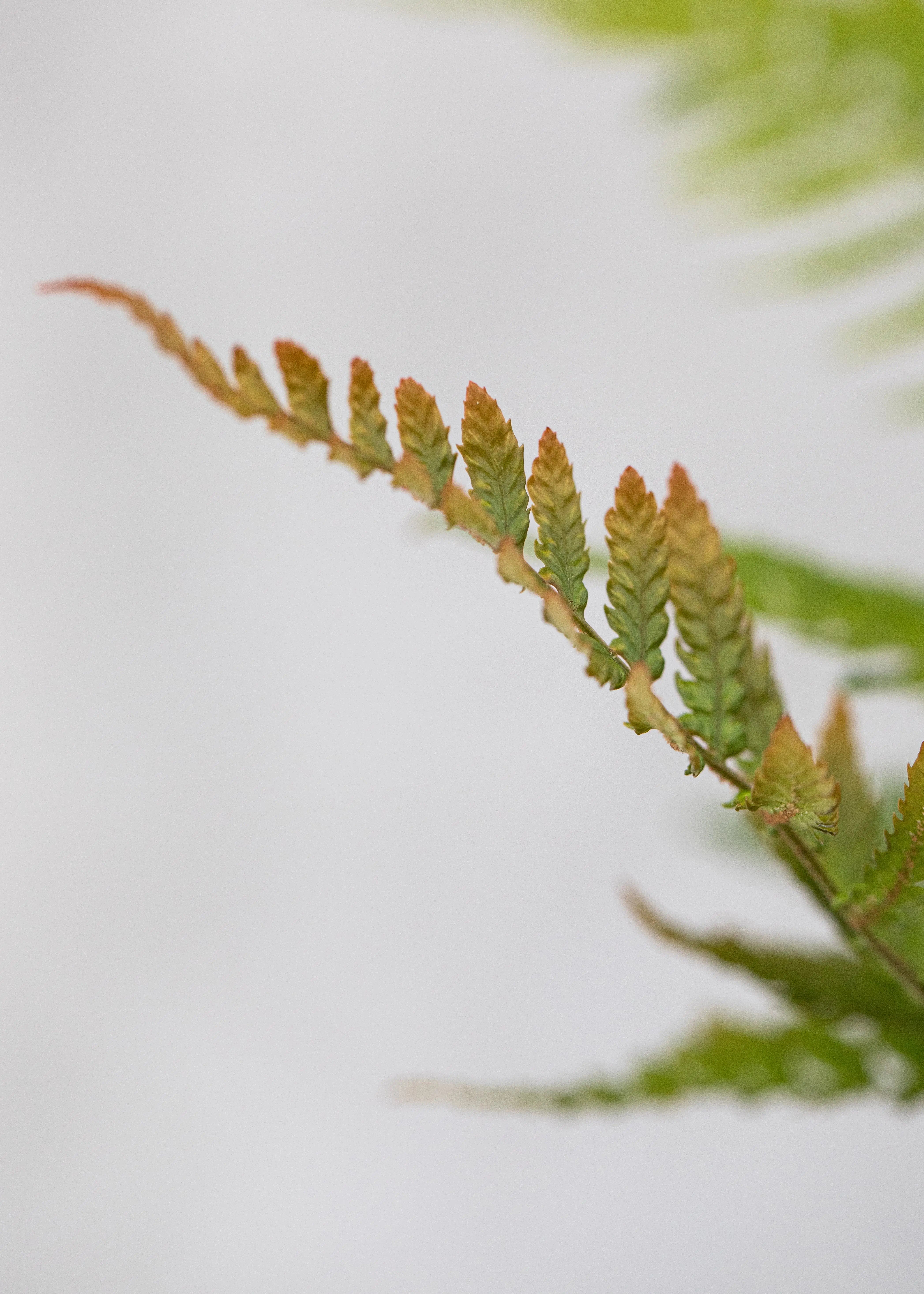 Dryopteris erythrosora 'Prolifica'