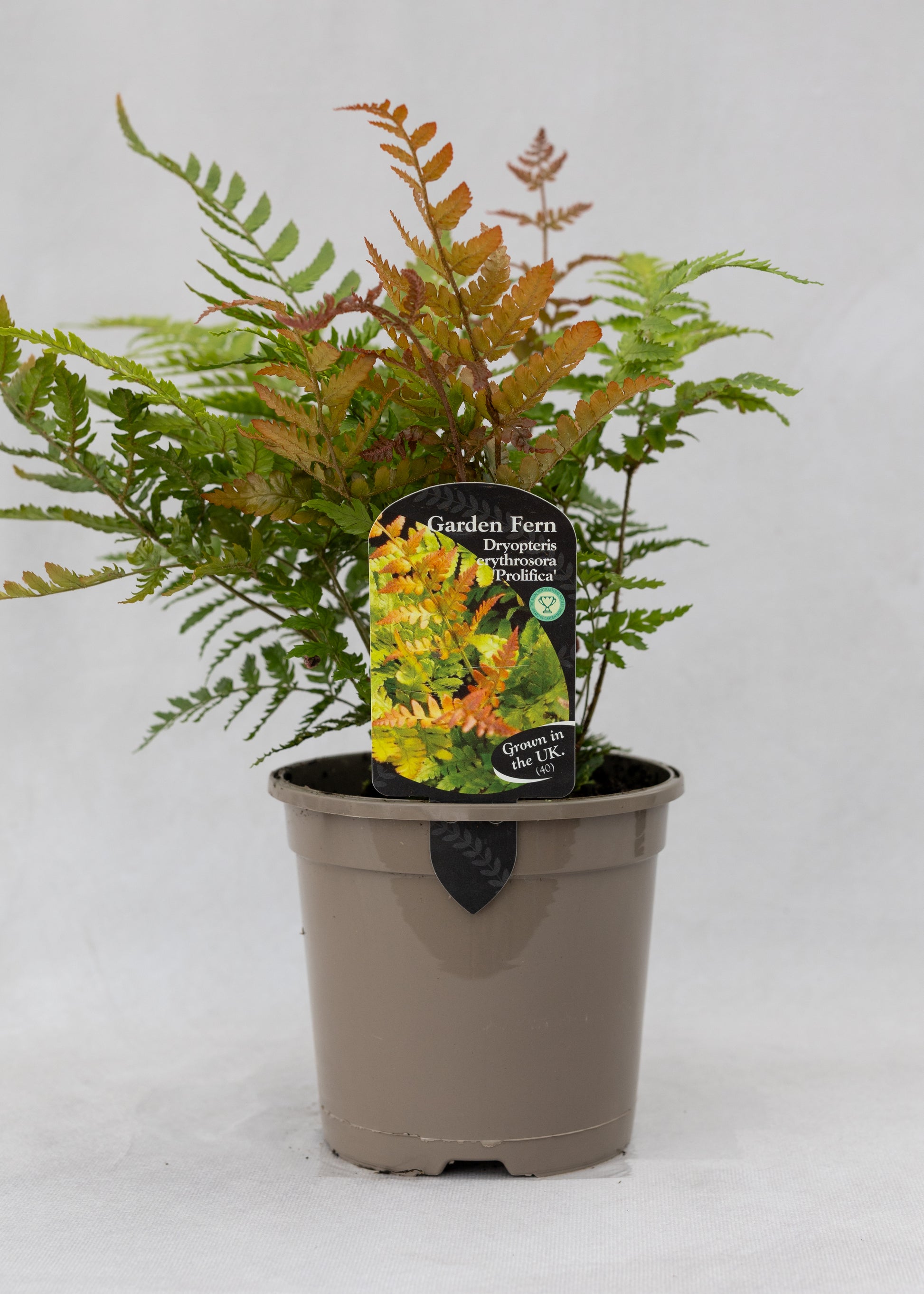 Dryopteris erythrosora 'Prolifica'