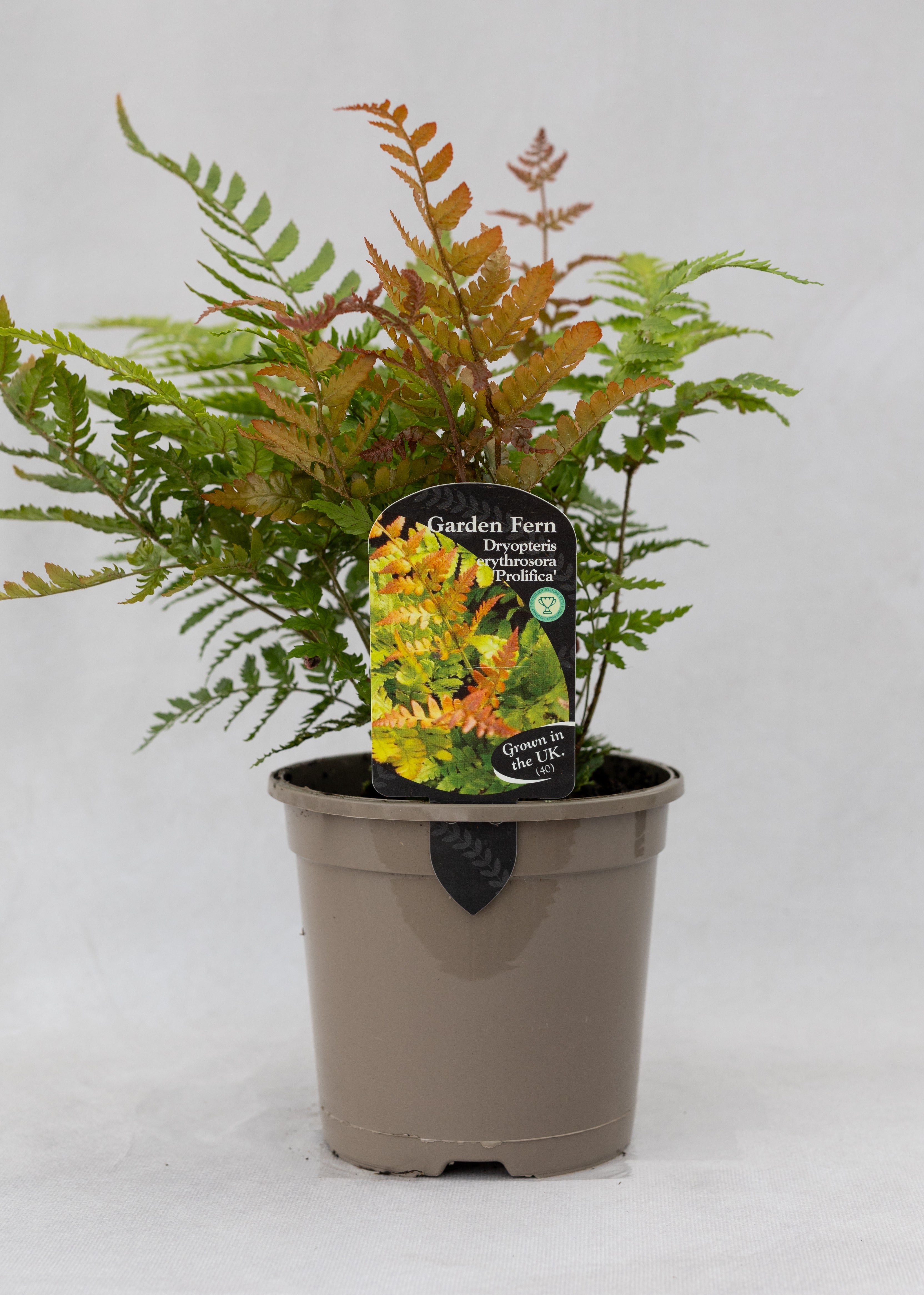 Dryopteris erythrosora 'Prolifica'