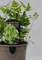 Gymnocarpium dryopteris
