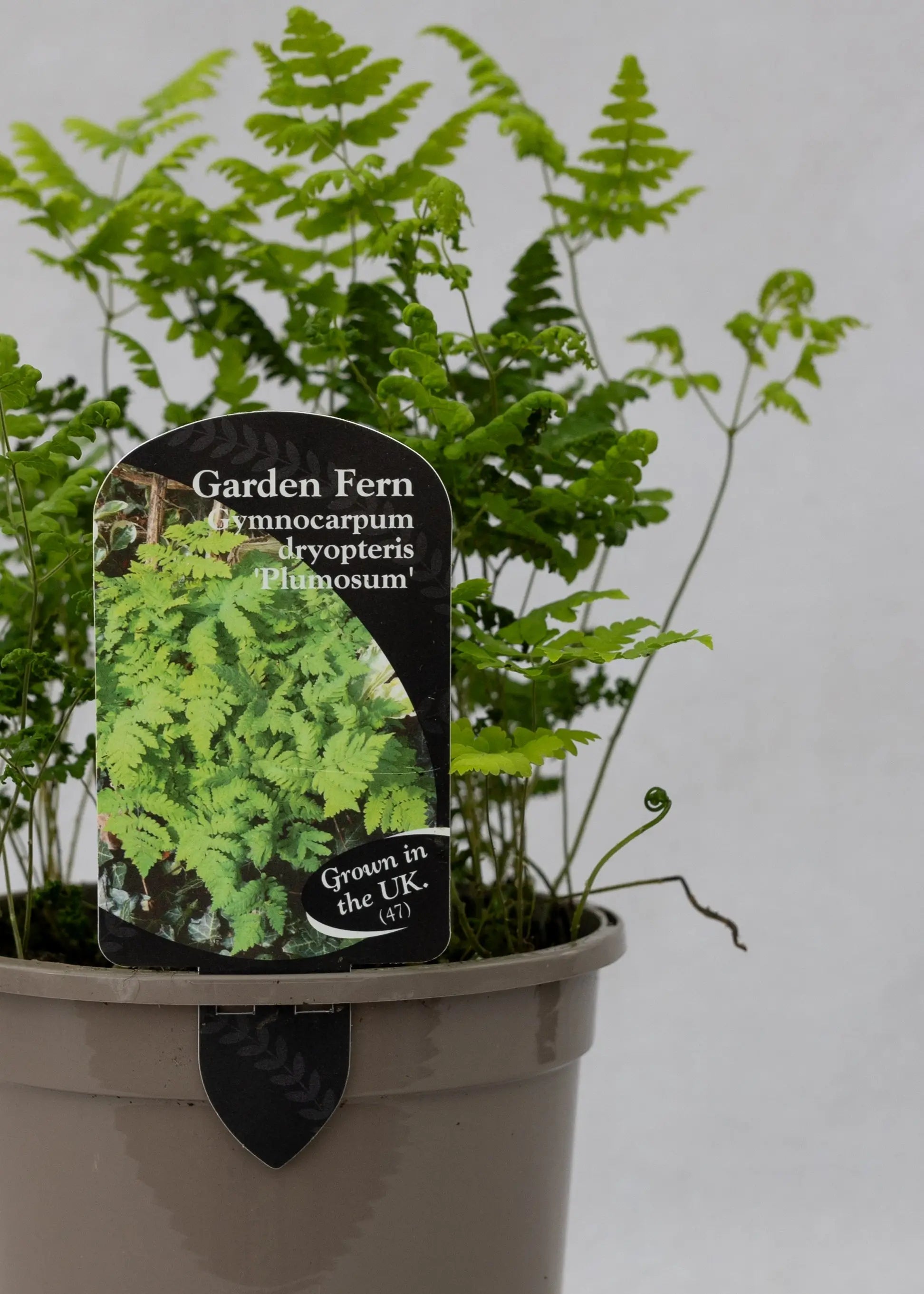 Gymnocarpium dryopteris