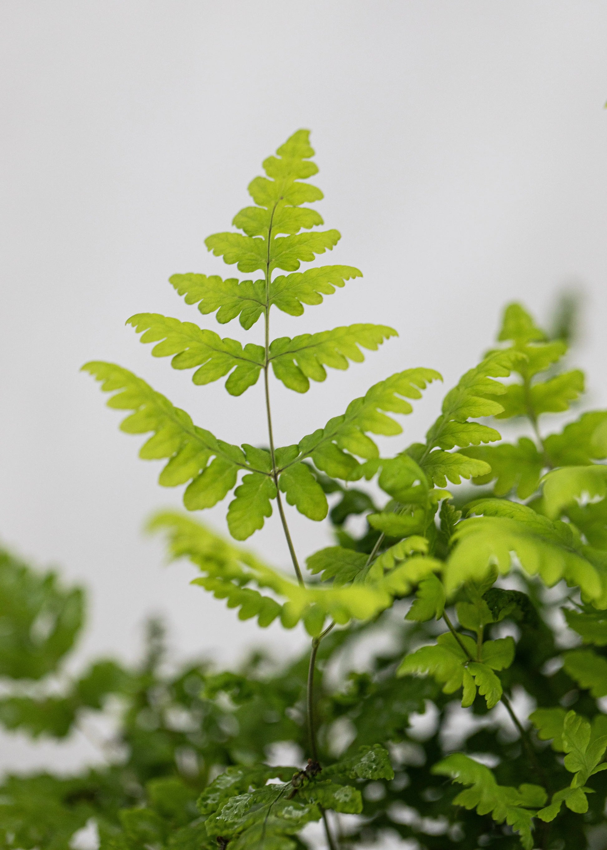 Gymnocarpium dryopteris