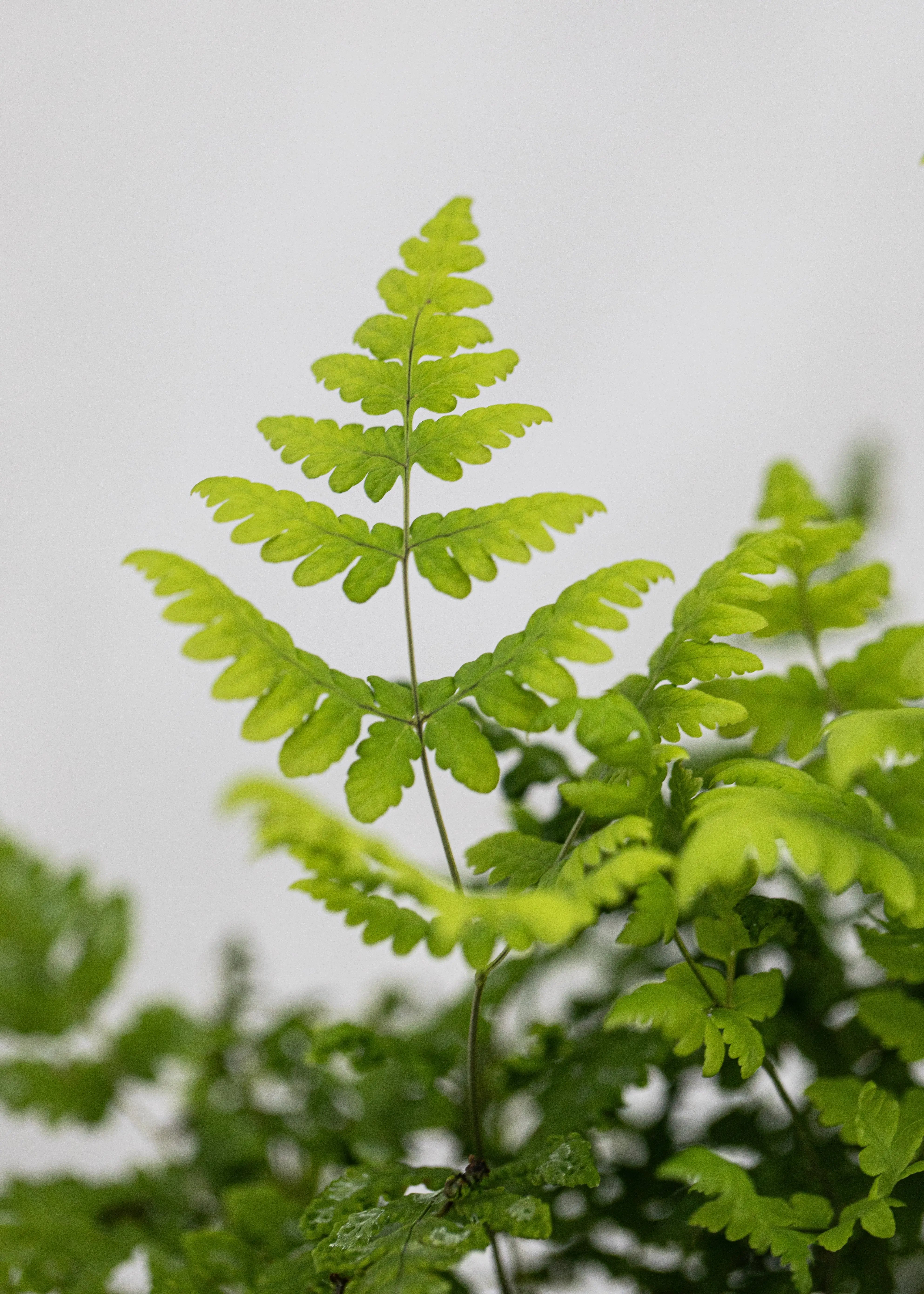 Gymnocarpium dryopteris