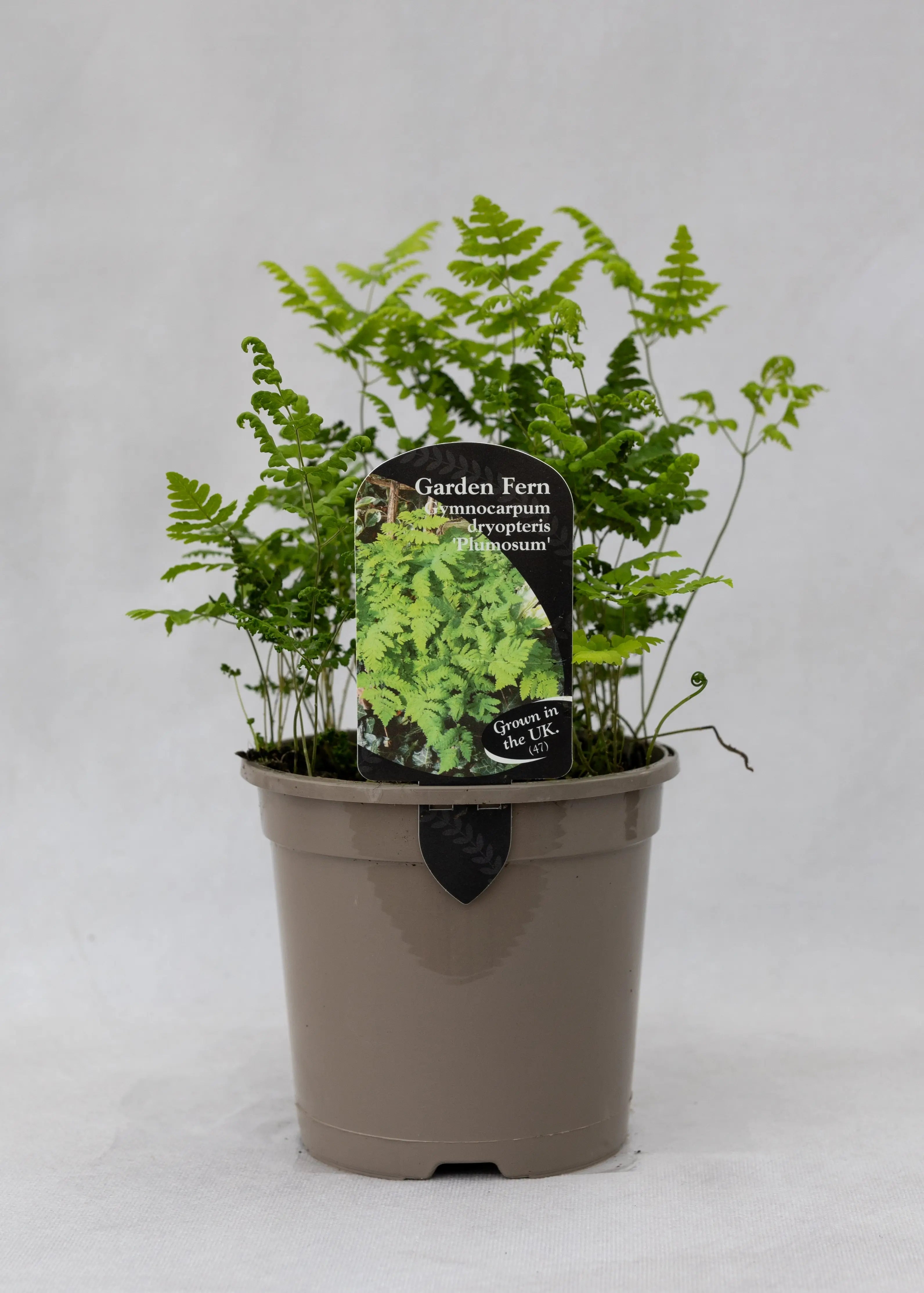 Gymnocarpium dryopteris