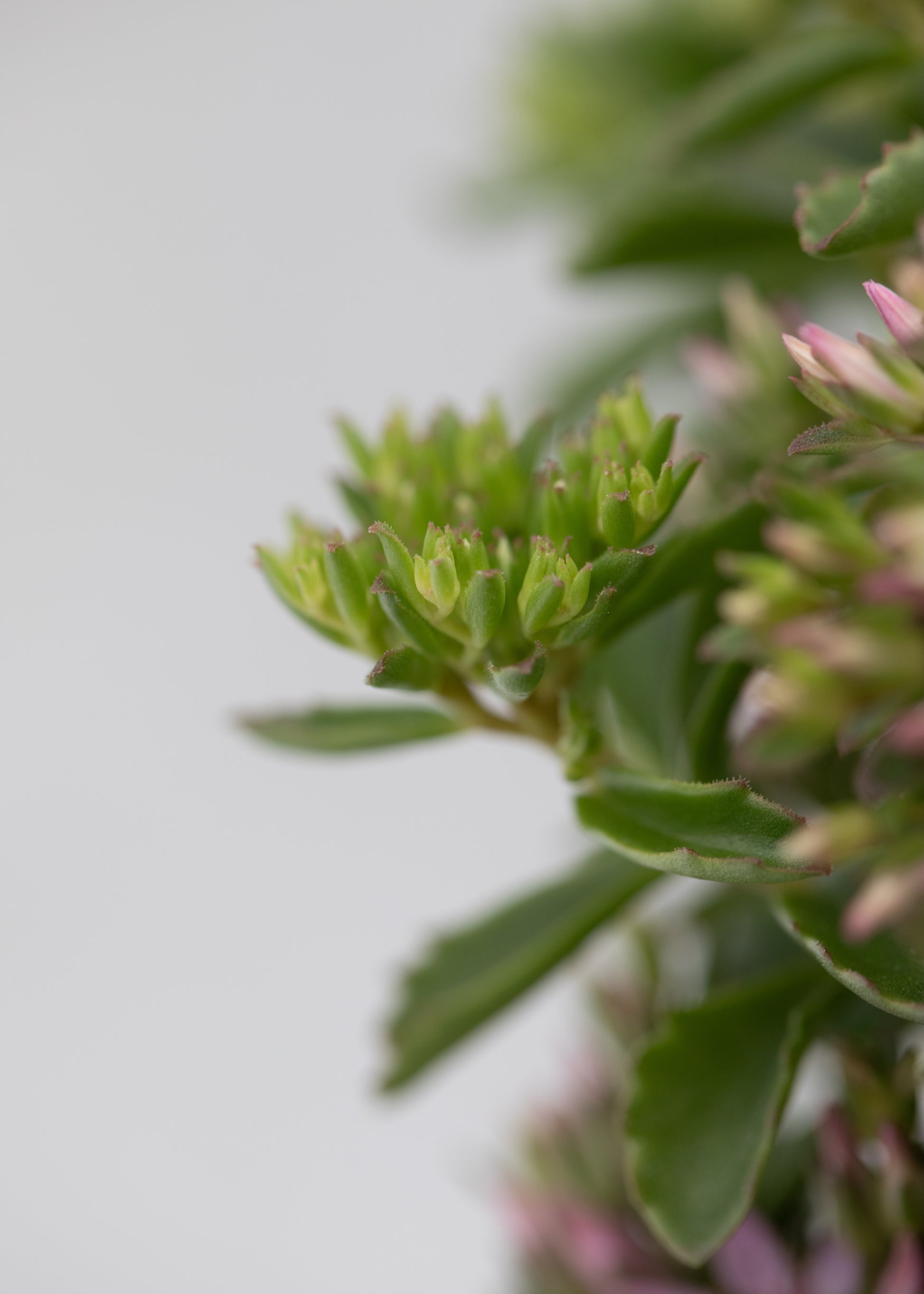 Sedum spurium 'Spot On Deep Rose'