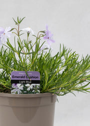 Phlox subulata 'Emerald Cushion Blue'