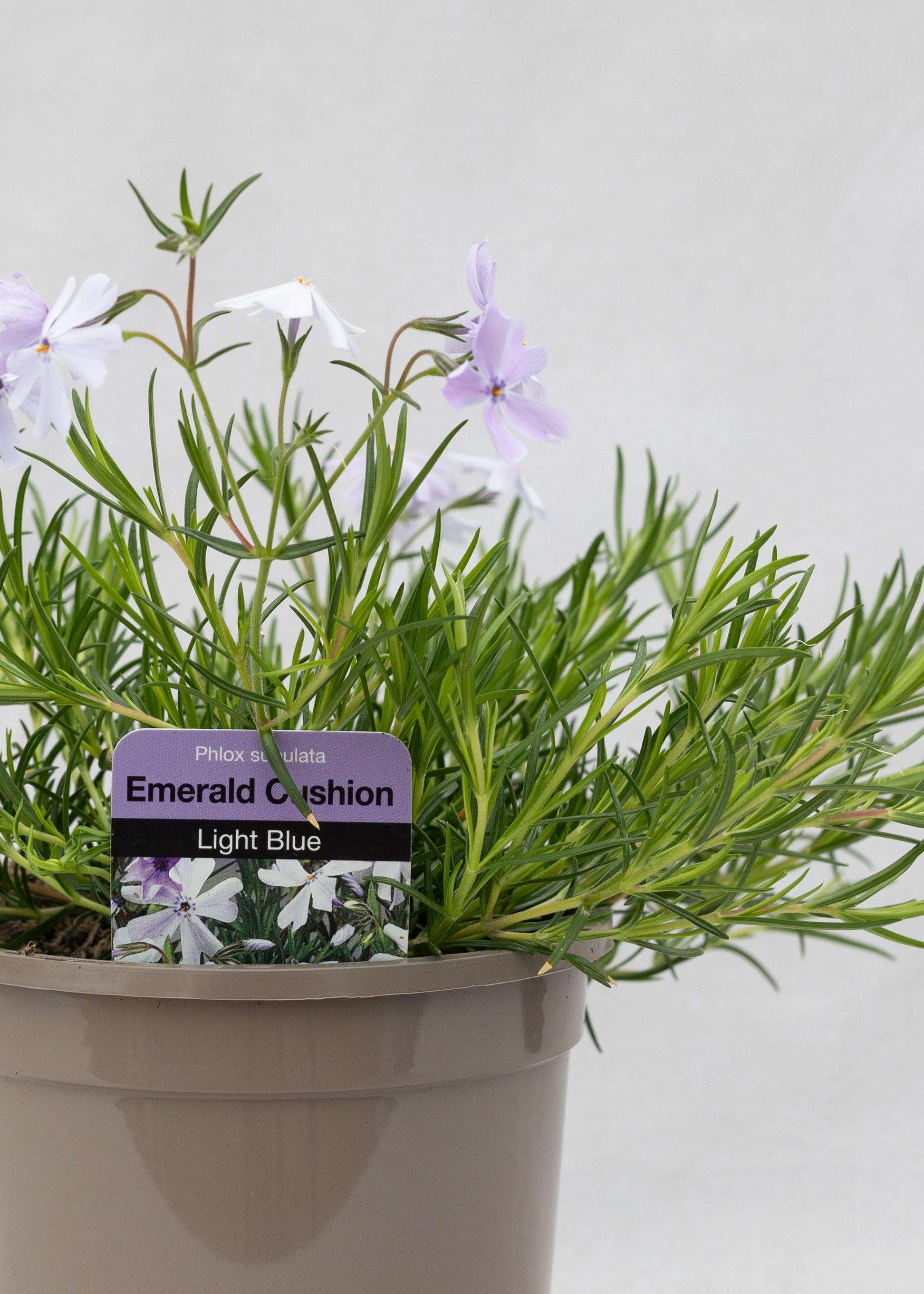Phlox subulata 'Emerald Cushion Blue'